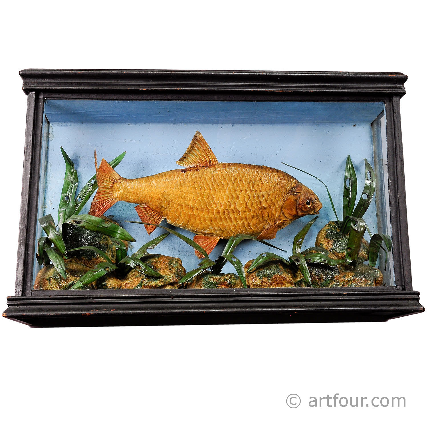 Antique Fish Taxidermy Glass Showcase with Bream ca. 1900