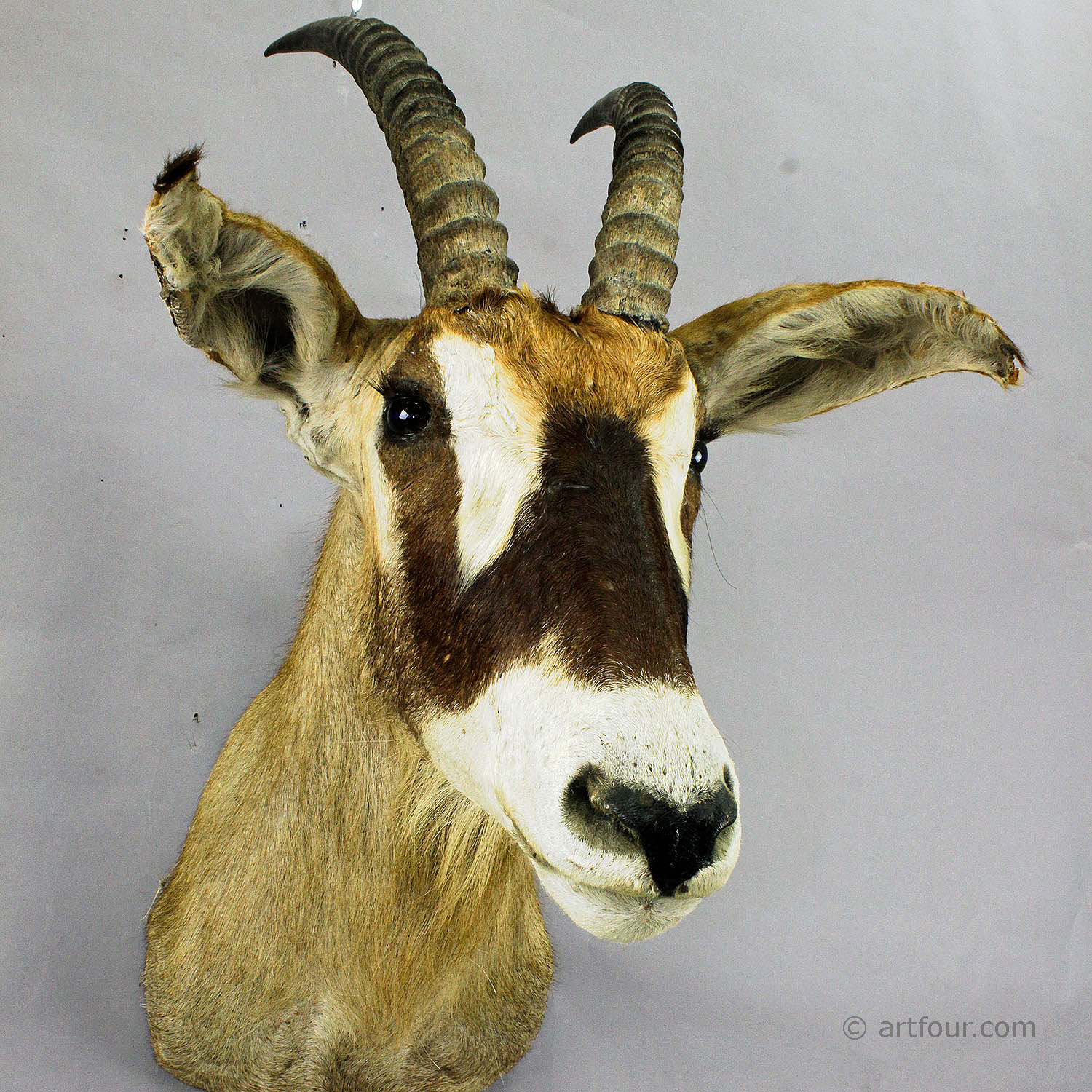 Stuffed African Sable Antelope Taxidermy