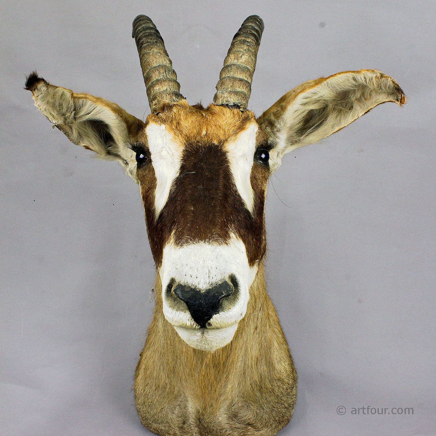 Stuffed African Sable Antelope Taxidermy