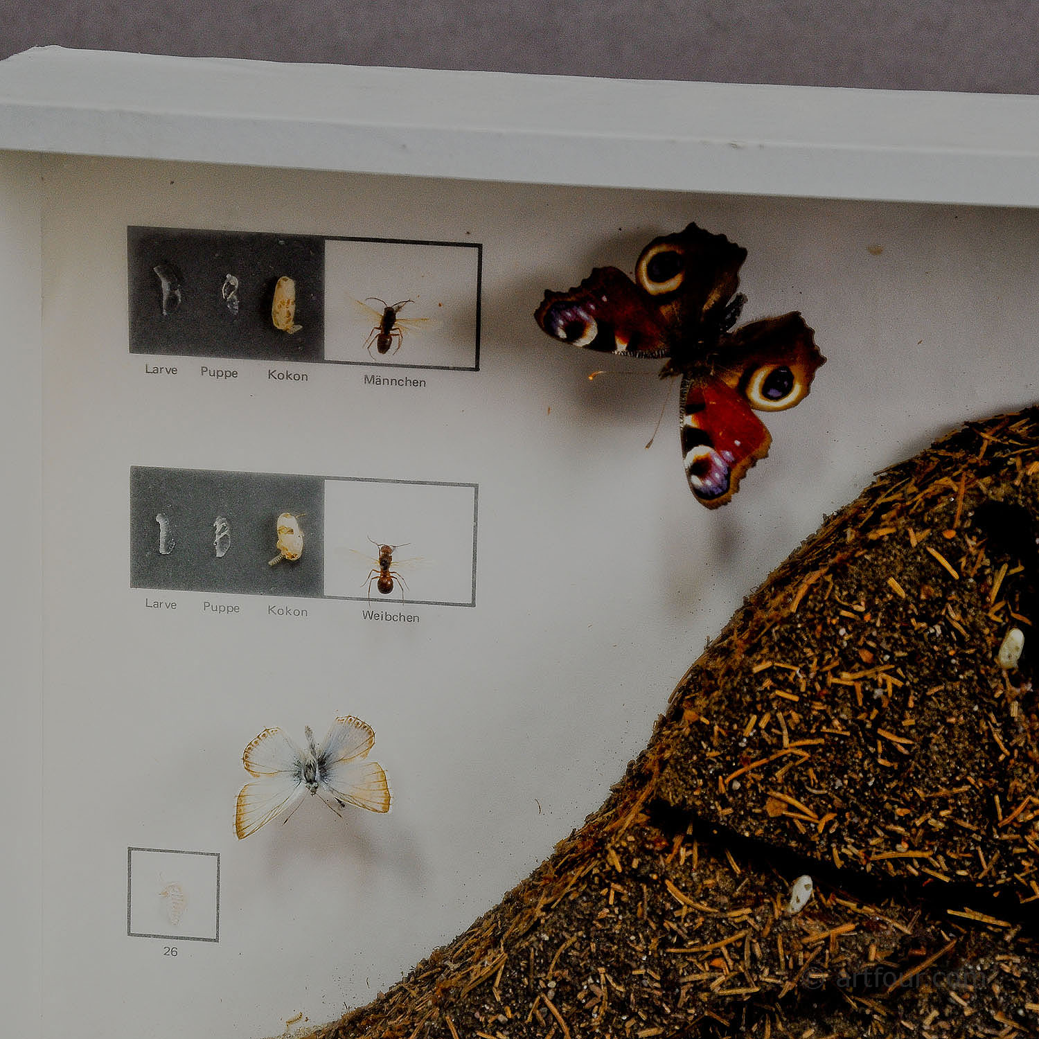 School Teaching Display Anthill of the Red Wood Ant