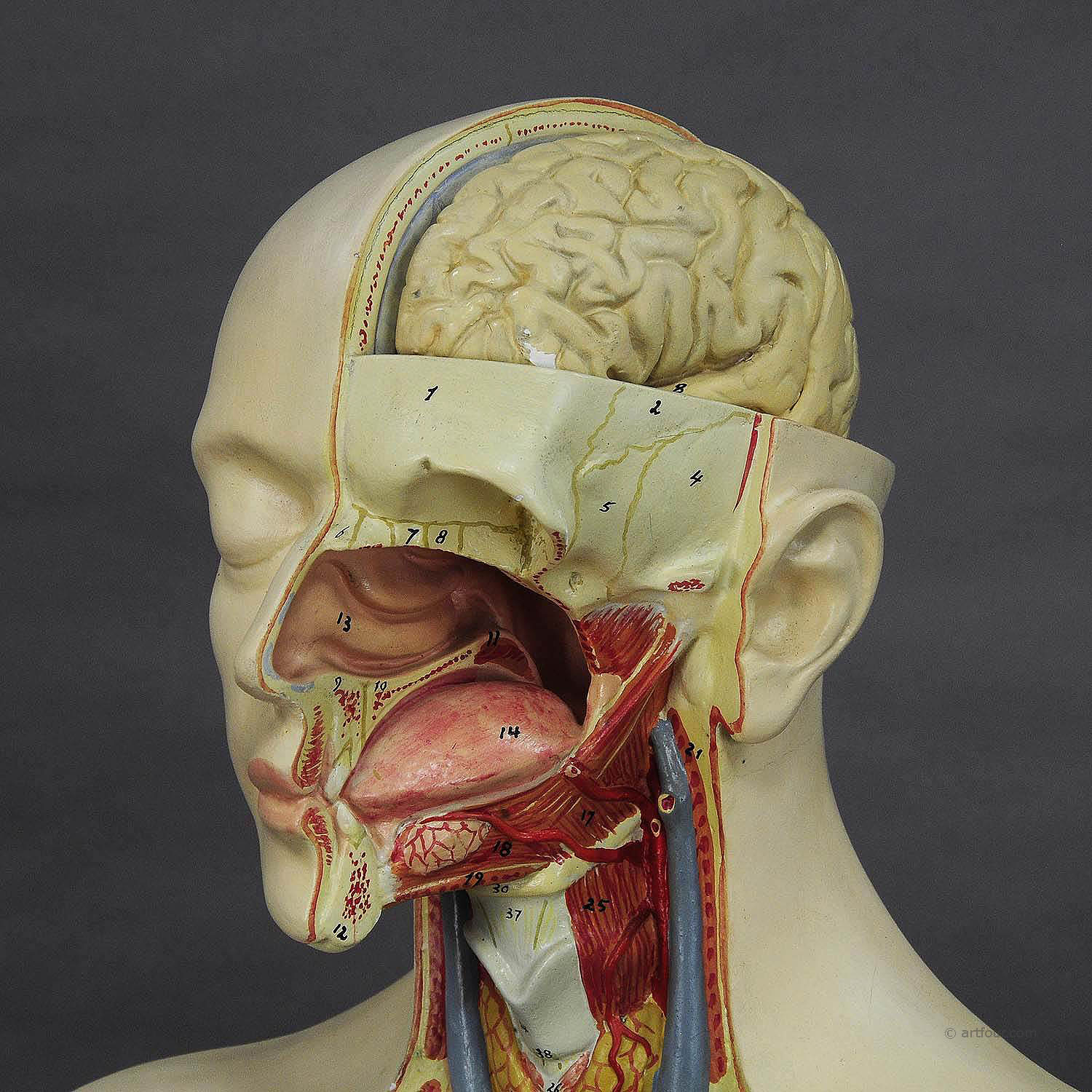 Great Male Anatomical Bust by Louis M. Meusel, Circa 1920