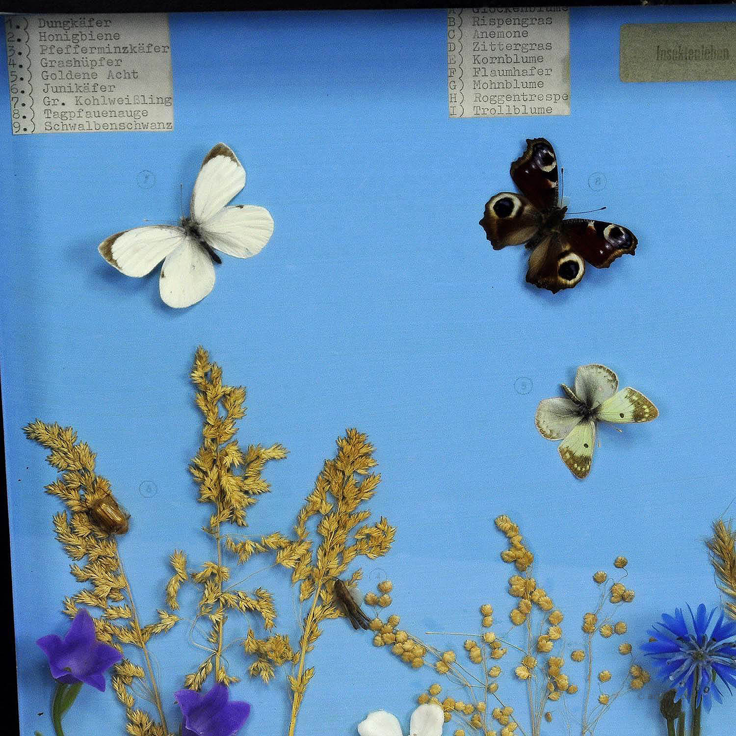 Great Vintage School Teaching Display of the Insects of the Grassland
