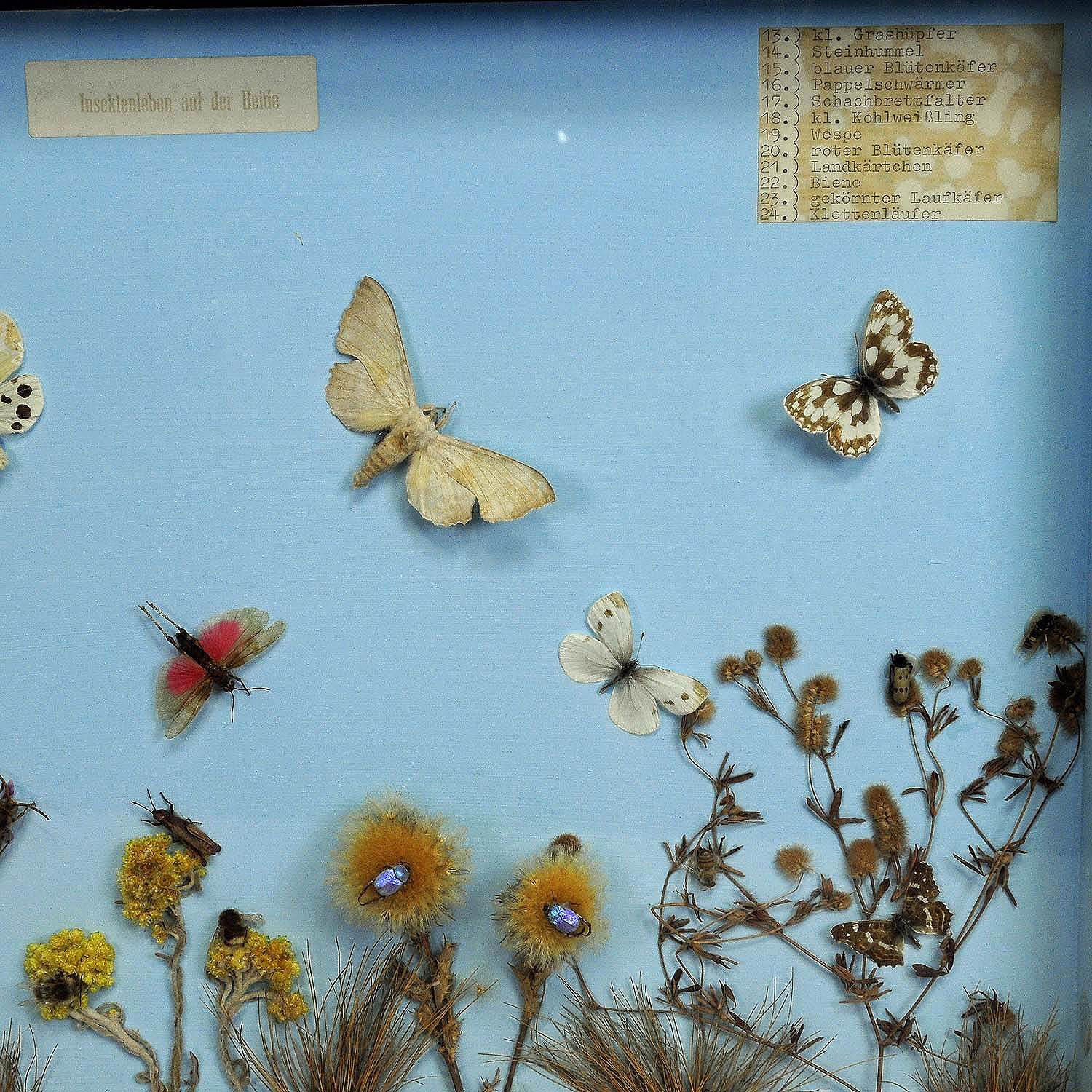 Great Vintage School Teaching Display of the Insects of the Heath