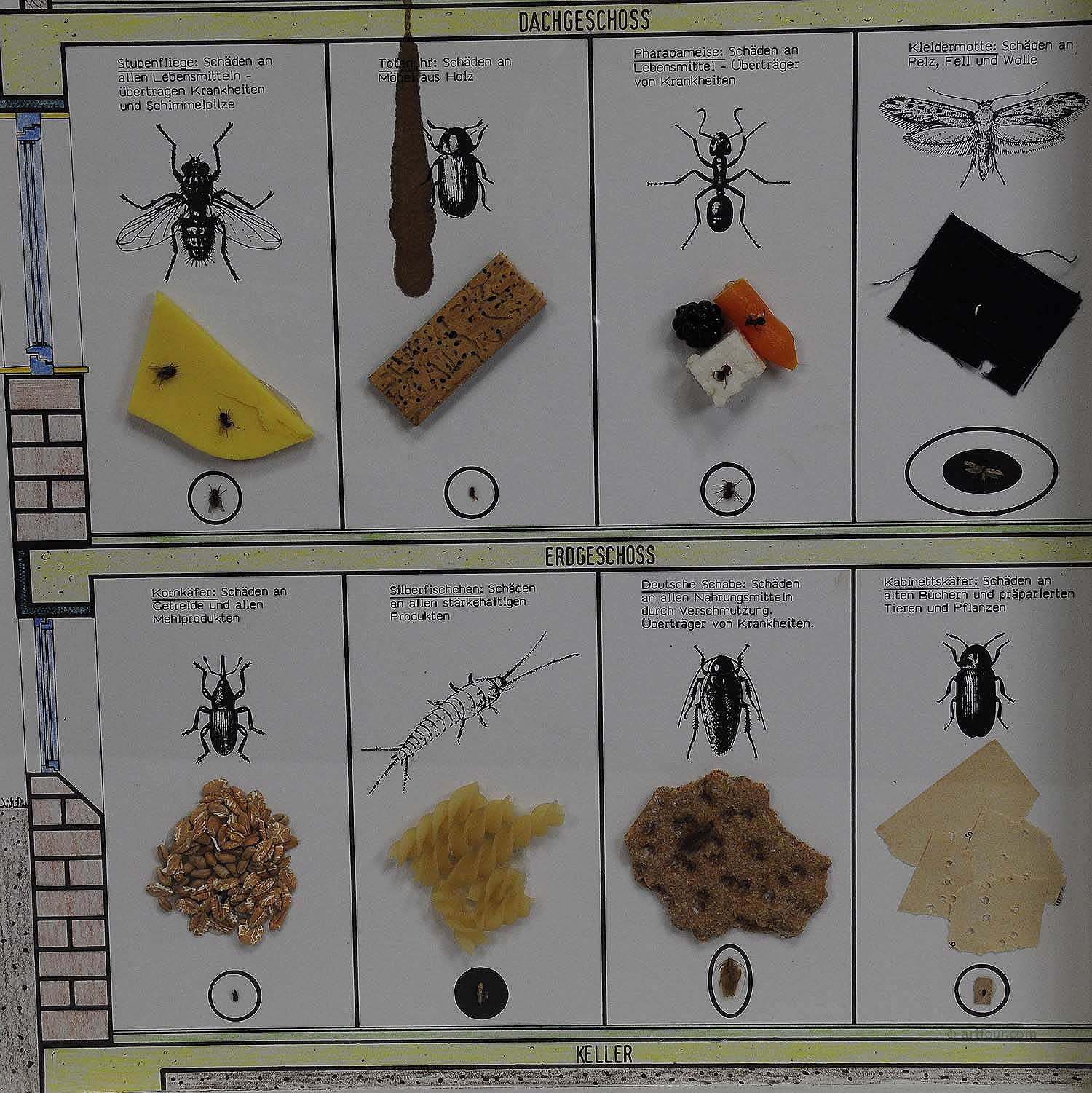 Great Vintage School Teaching Display of Household Pests