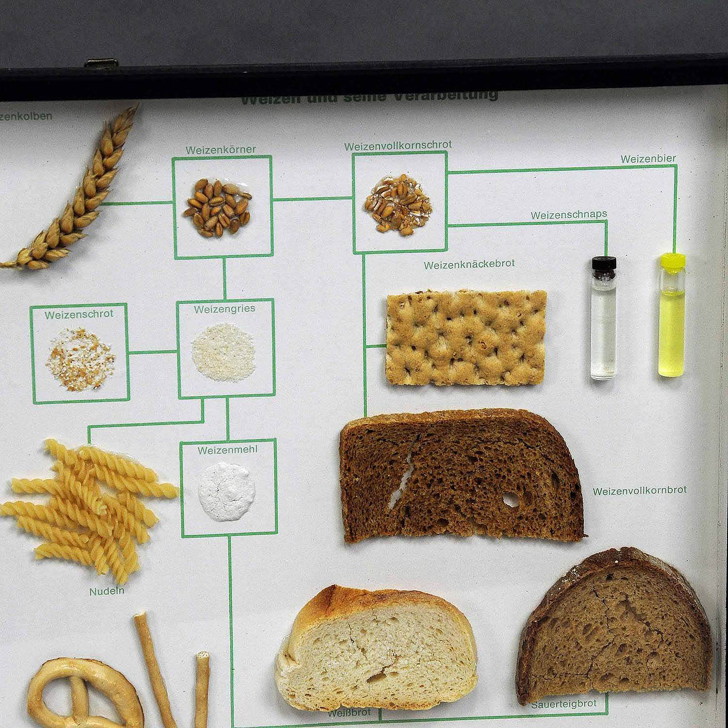 Vintage School Teaching Display Wheat Corn and its Products