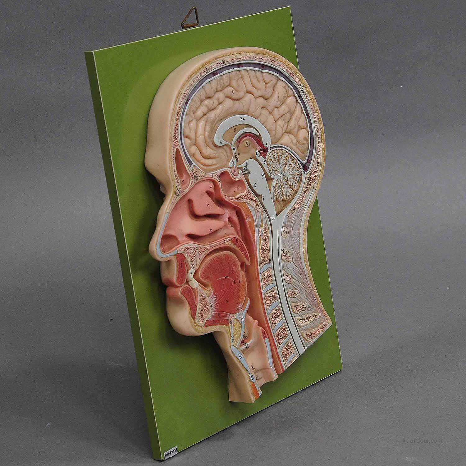 Vintage Teaching Aid Human Head Model on Wall Plate by PHYWE