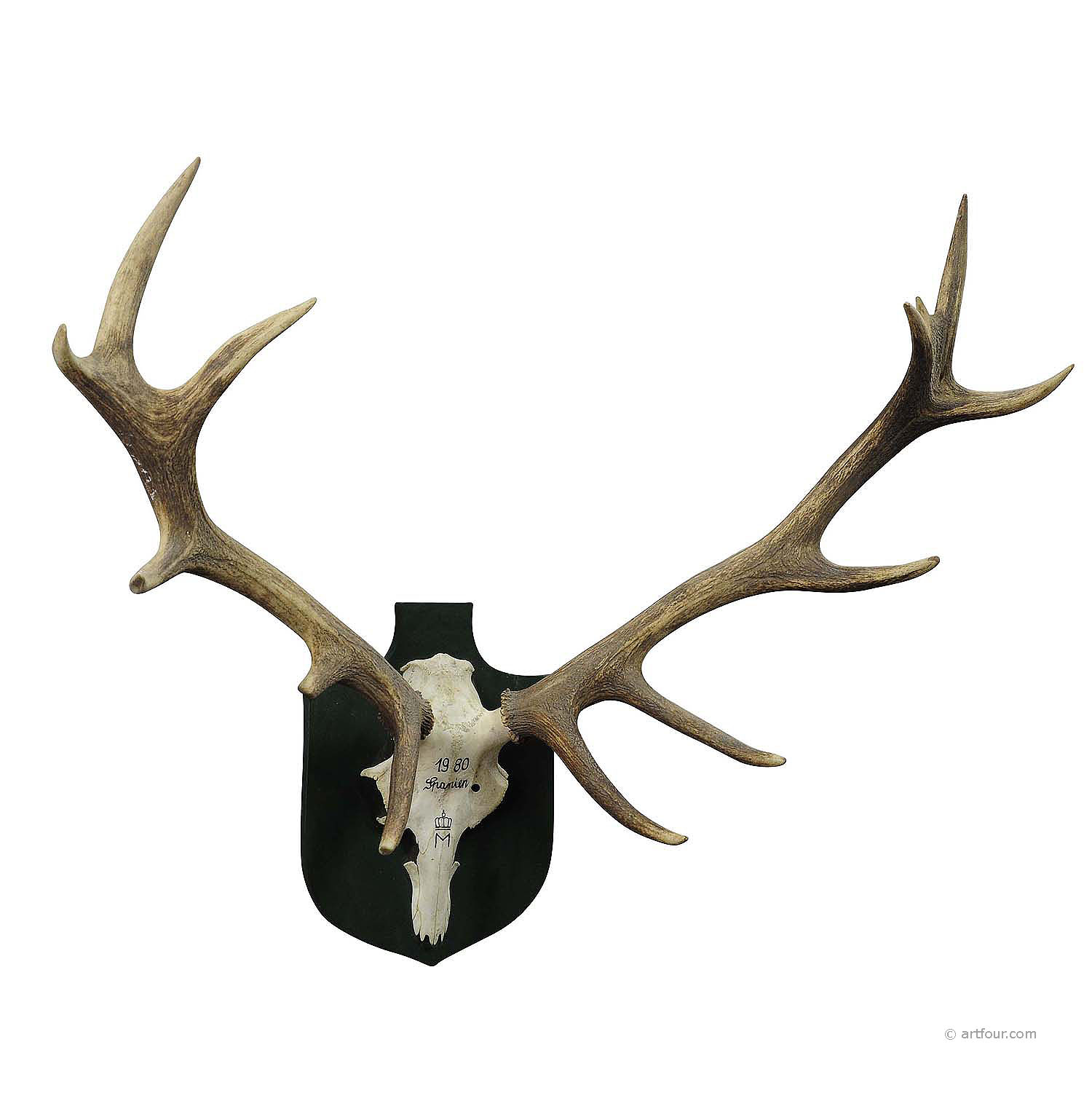 Large Red Deer Trophy from a Noble Estate, Uneven 14 Ends