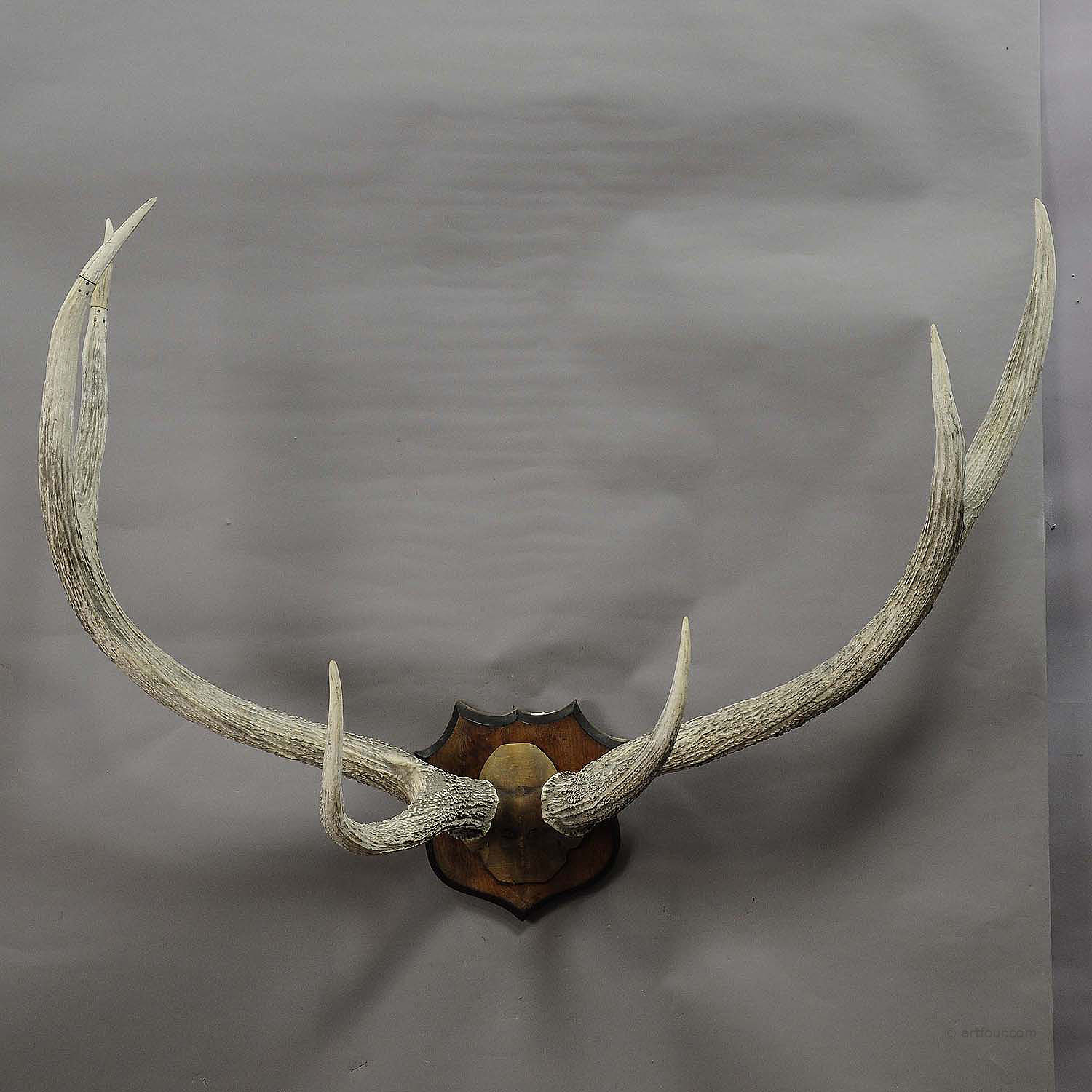 Large Red Deer Trophy from Palace Salem, Germany