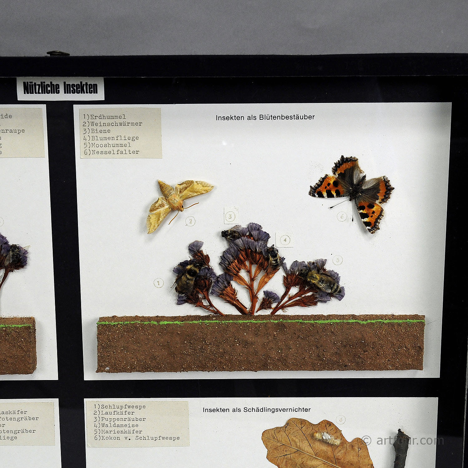 Vintage School Teaching Display of Usefull Insects 