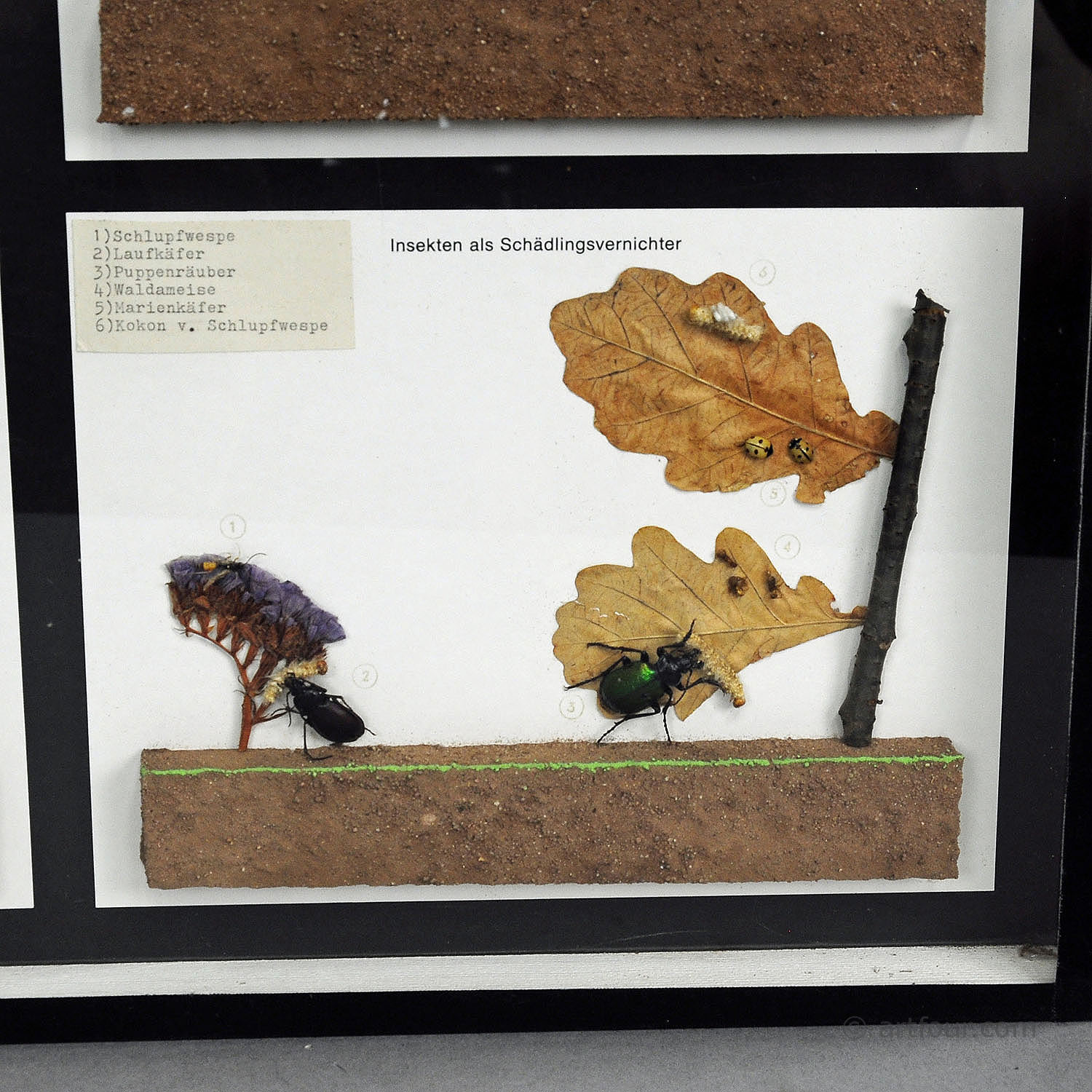 Vintage School Teaching Display of Usefull Insects 