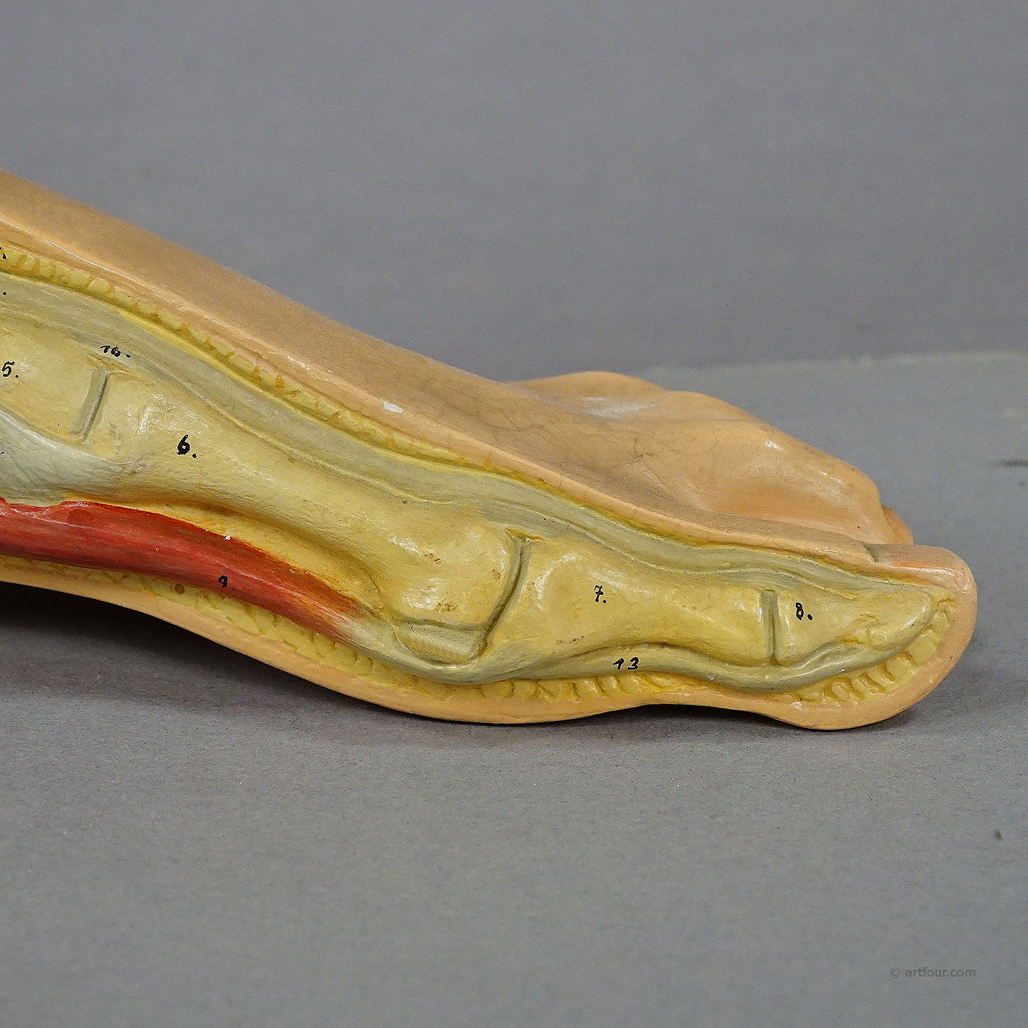 Antique 3D Anatomical Foot Model Made by SOMSO ca. 1930