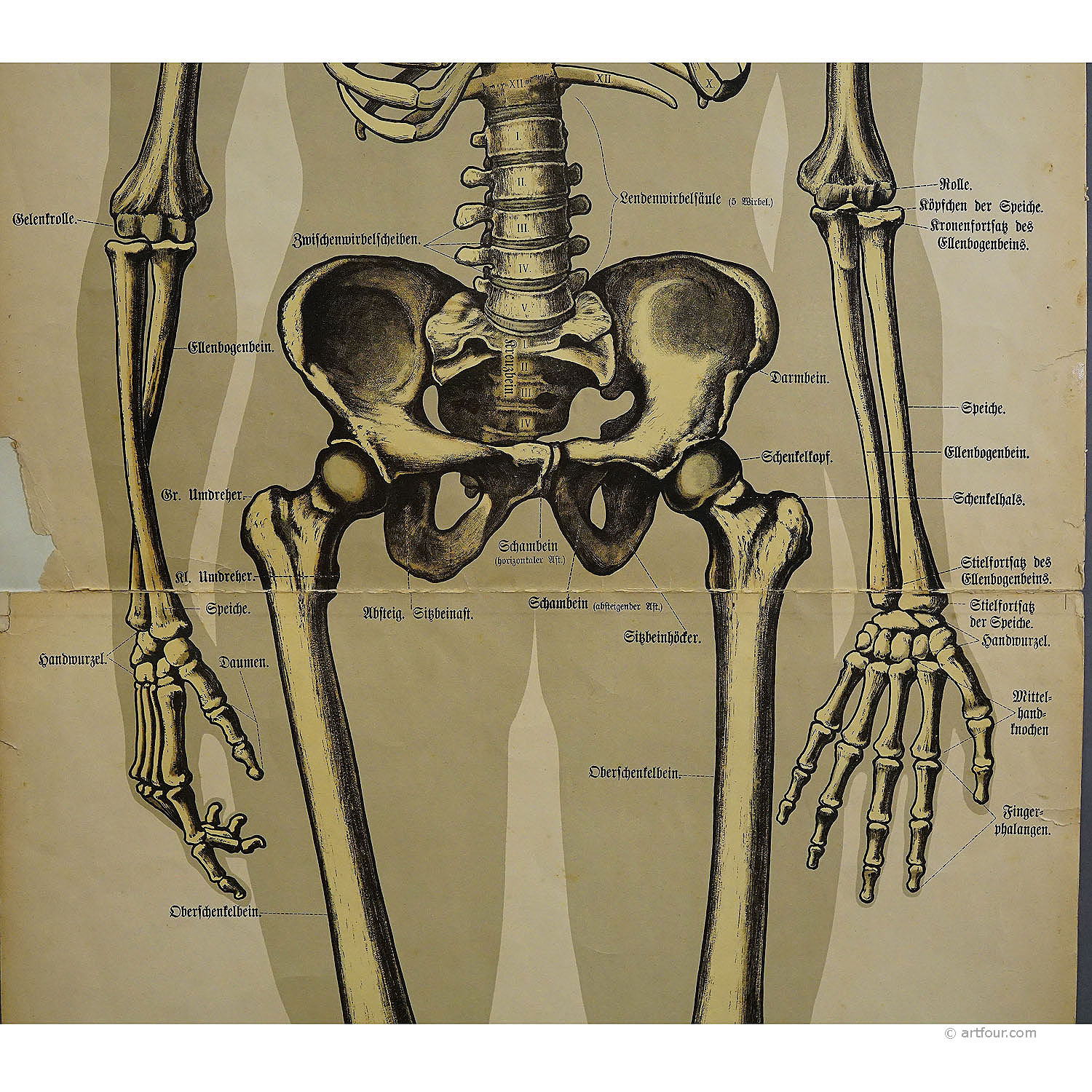 Antique Anatomical Wall Chart Depicting the Human Skeleton