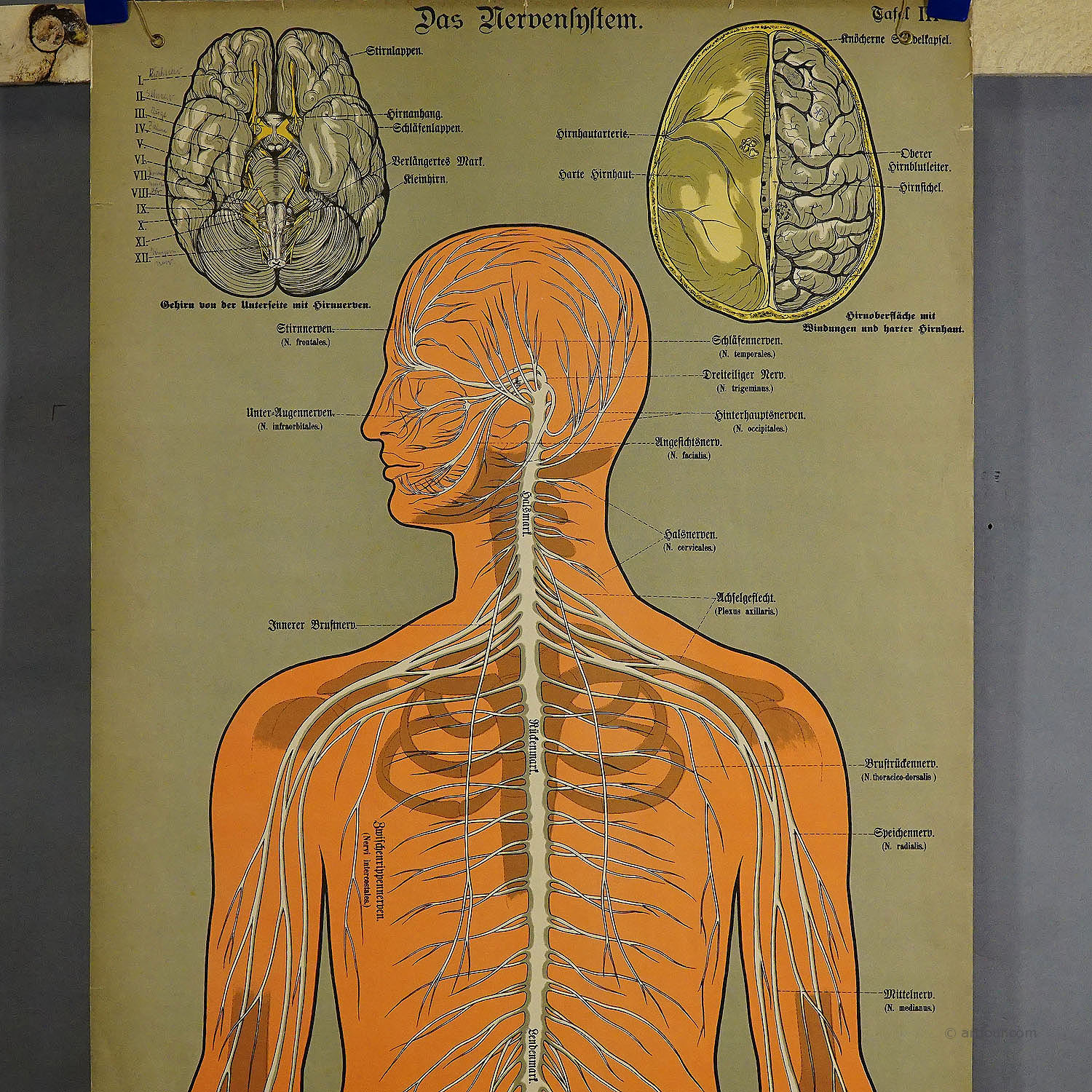 Antique Anatomical Wall Chart Depicting the Human Nervous System