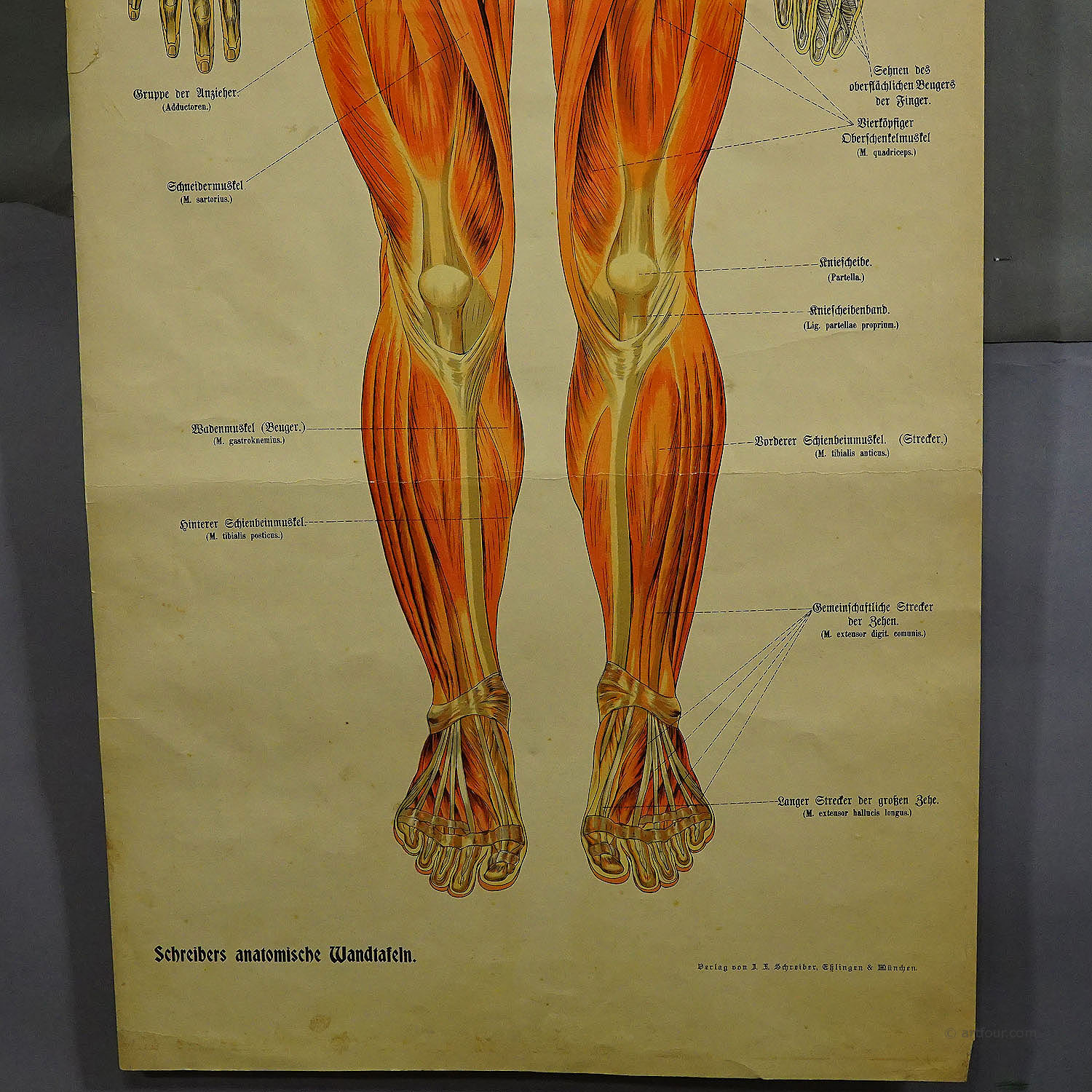 Foldable Anatomical Wall Chart depicting Human Musculature