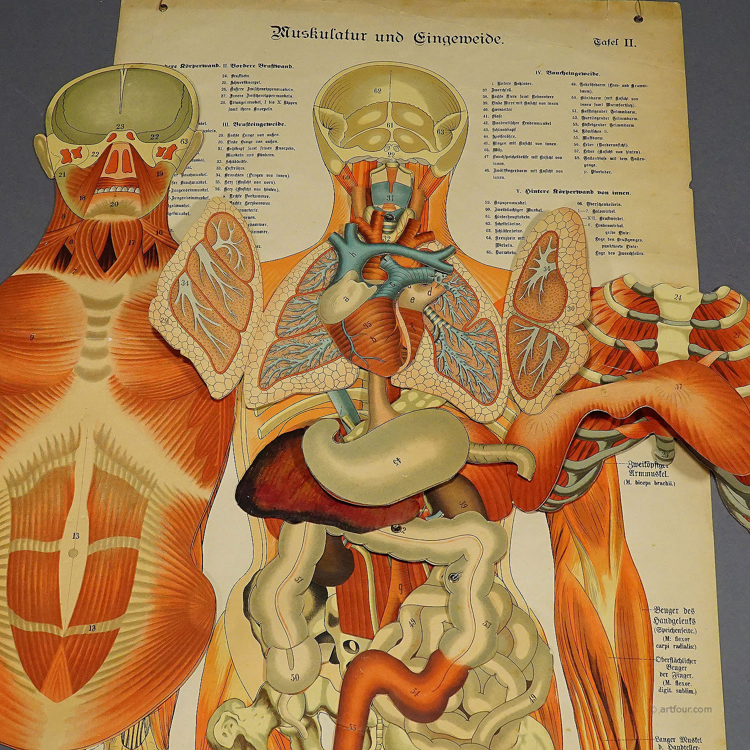 Foldable Anatomical Wall Chart depicting Human Musculature