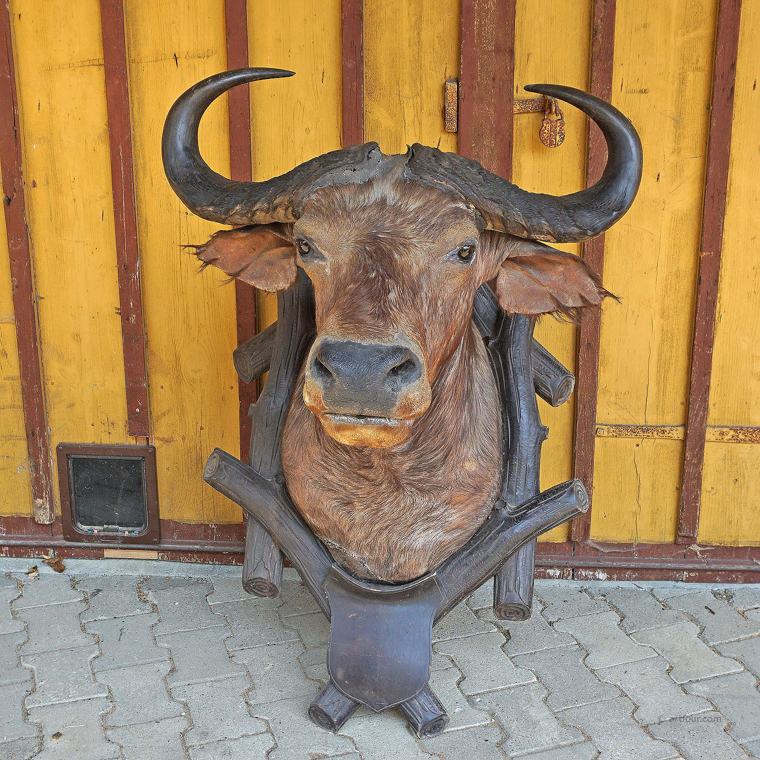 Large Antique Taxidermy of a Water Buffalo, Austria ca. 1900
