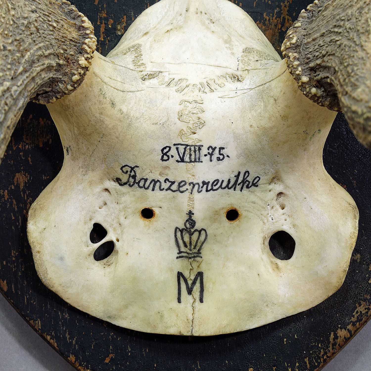 Antique Black Forest Deer Trophy from Salem - Germany, Banzenreuthe 1875