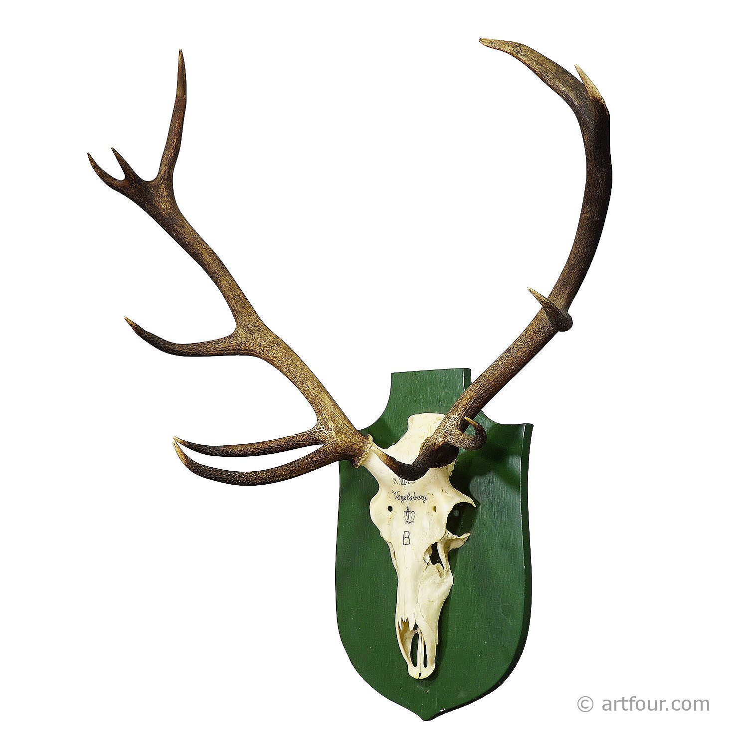 Vintage Black Forest Deer Trophy from Salem - Germany 1959