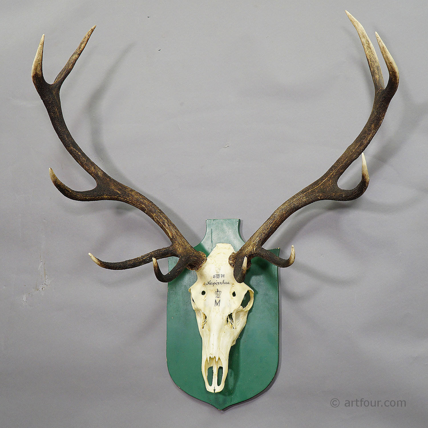 Vintage Black Forest Deer Trophy from Salem - Germany 1959