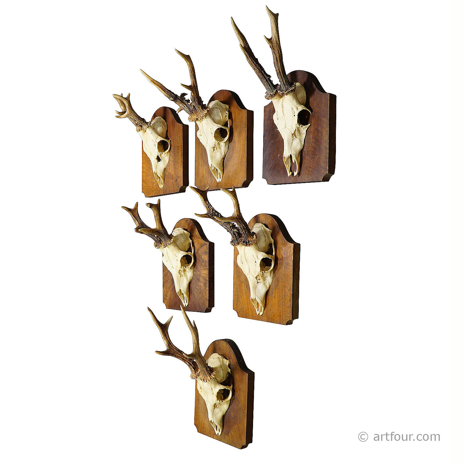 Six Antique Black Forest Deer Trophies on Wooden Plaques ca. 1900