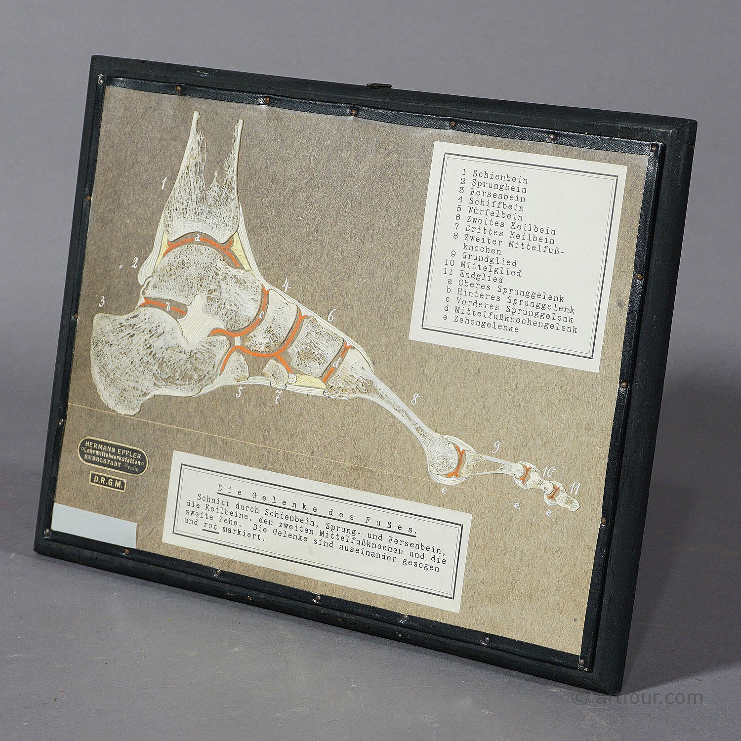 Antique Scientific Showpiece - Bone Cut of the Human Foot, ca. 1900