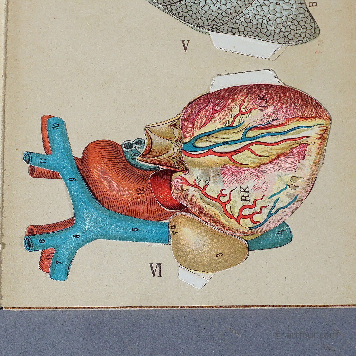 Antique Foldable Anatomical Brochure Depicting Human Anatomy