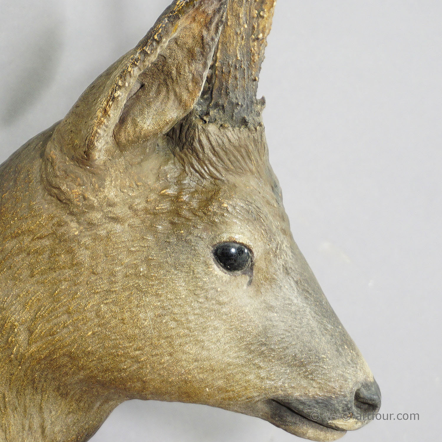 Naturalistic Black Forest Deer Head, Manufactured around 1910
