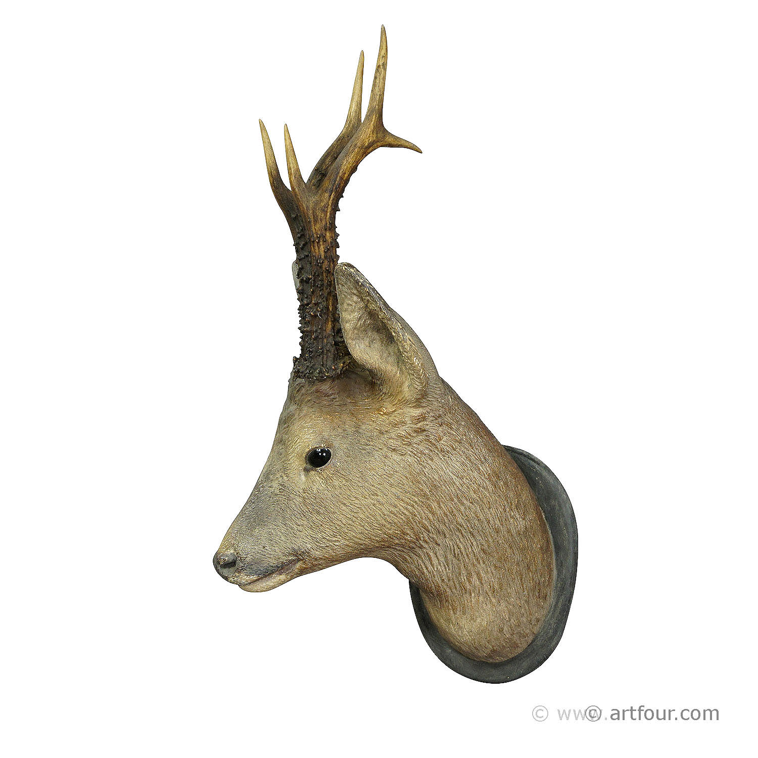 Antique Black Forest Deer Head in Naturalistic Style, ca. 1910