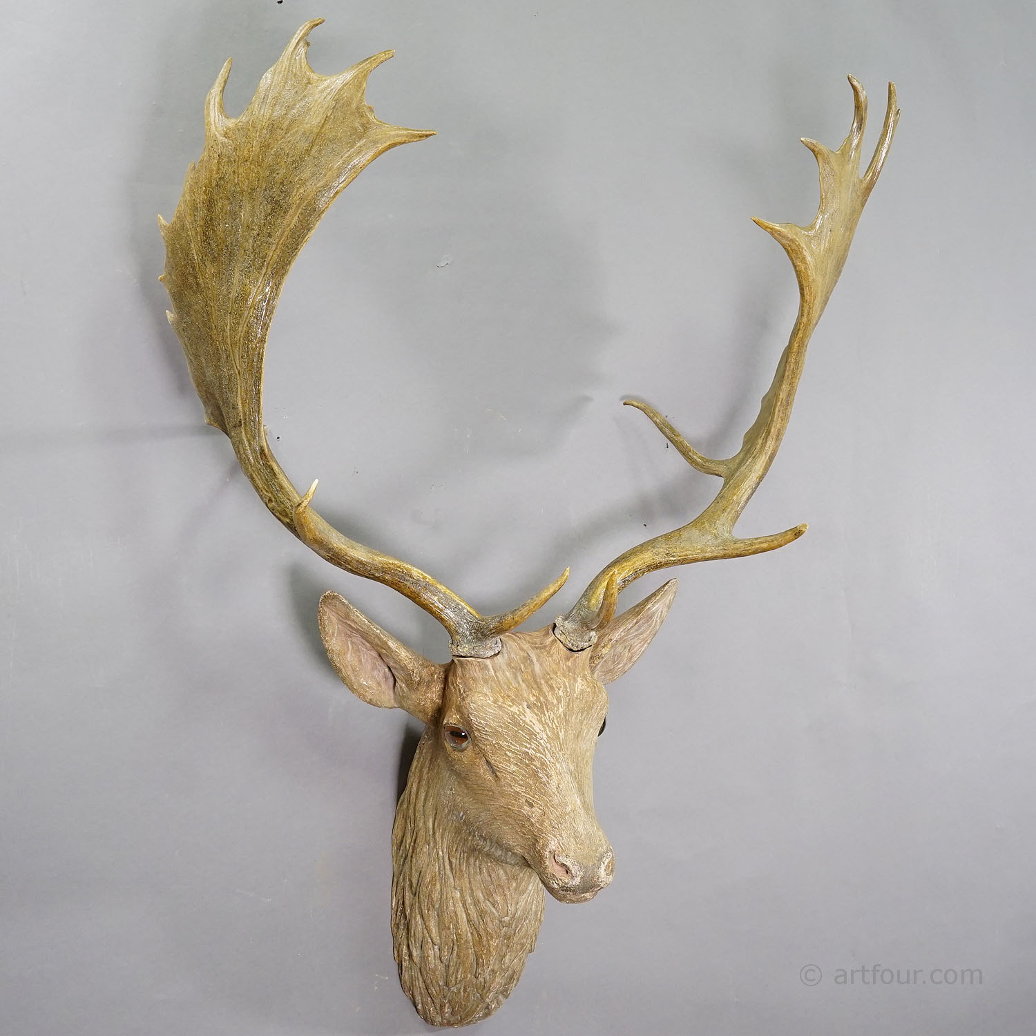 Naturalistic  Black Forest Carved Fallow Deer Head, ca. 1910