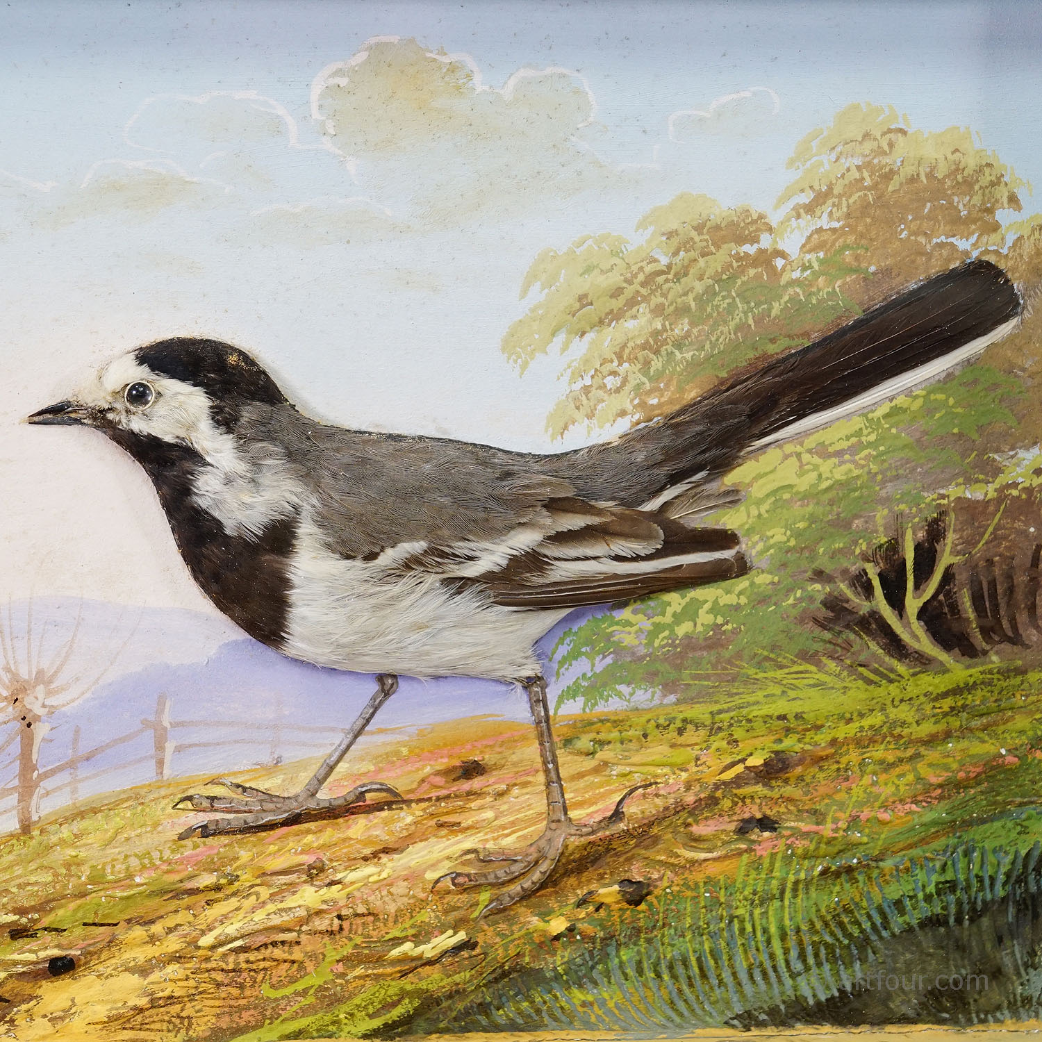 Victorian Taxidermy Diorama with White Wagtail ca. 1900