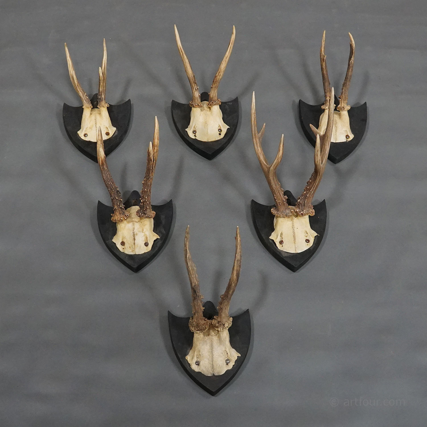 Six Antique Deer Trophies on Wooden Plaques Germany ca. 1870s