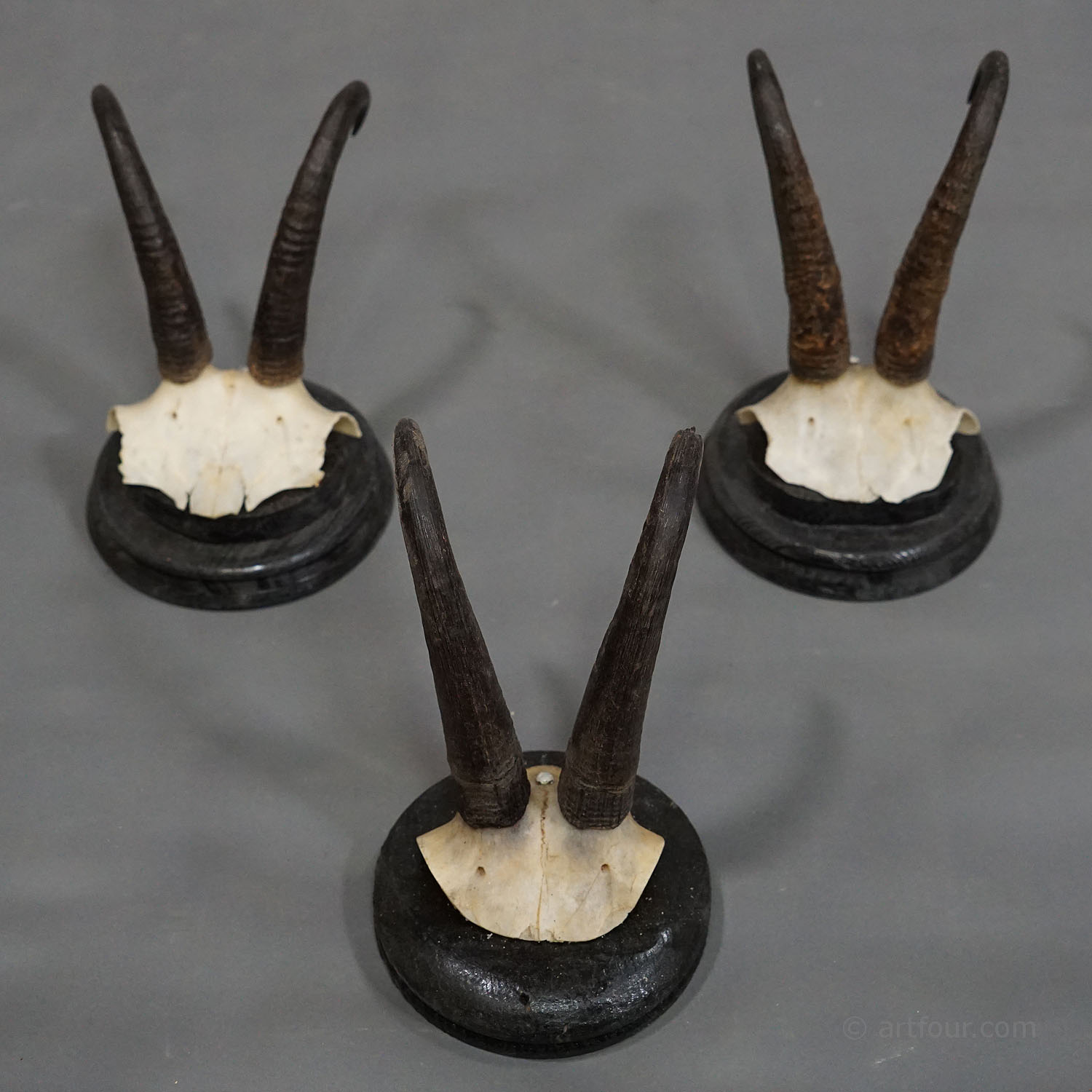 Six Antique Chamois Trophies on Wooden Plaques, Germany early 1900s