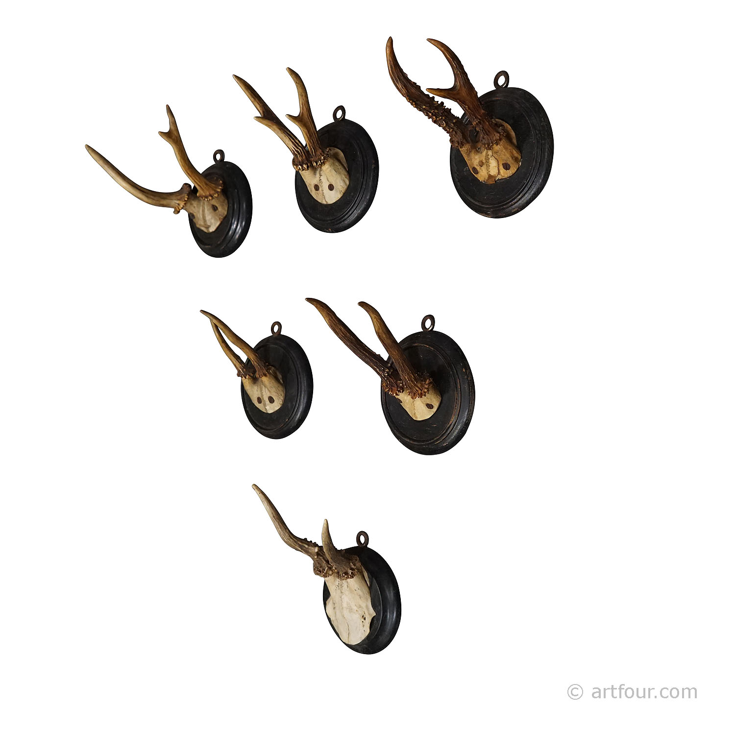 Six Antique Roe Deer Trophies on Wooden Plaques Germany ca. 1900s