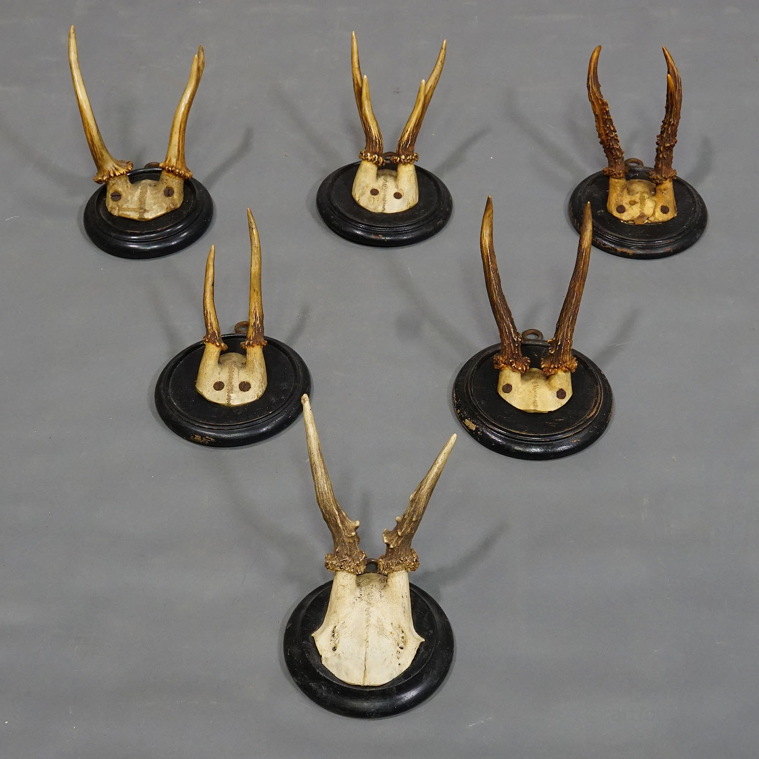 Six Antique Deer Trophies on Wooden Plaques Germany ca. 1900s