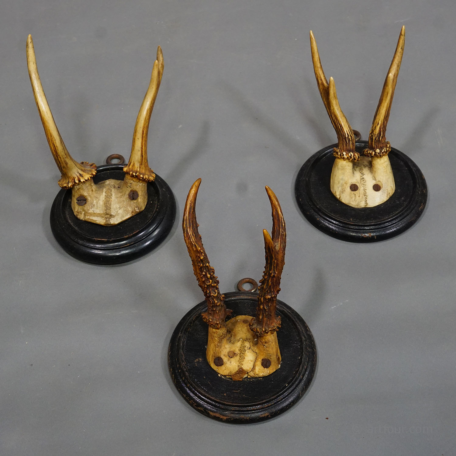 Six Antique Deer Trophies on Wooden Plaques Germany ca. 1900s