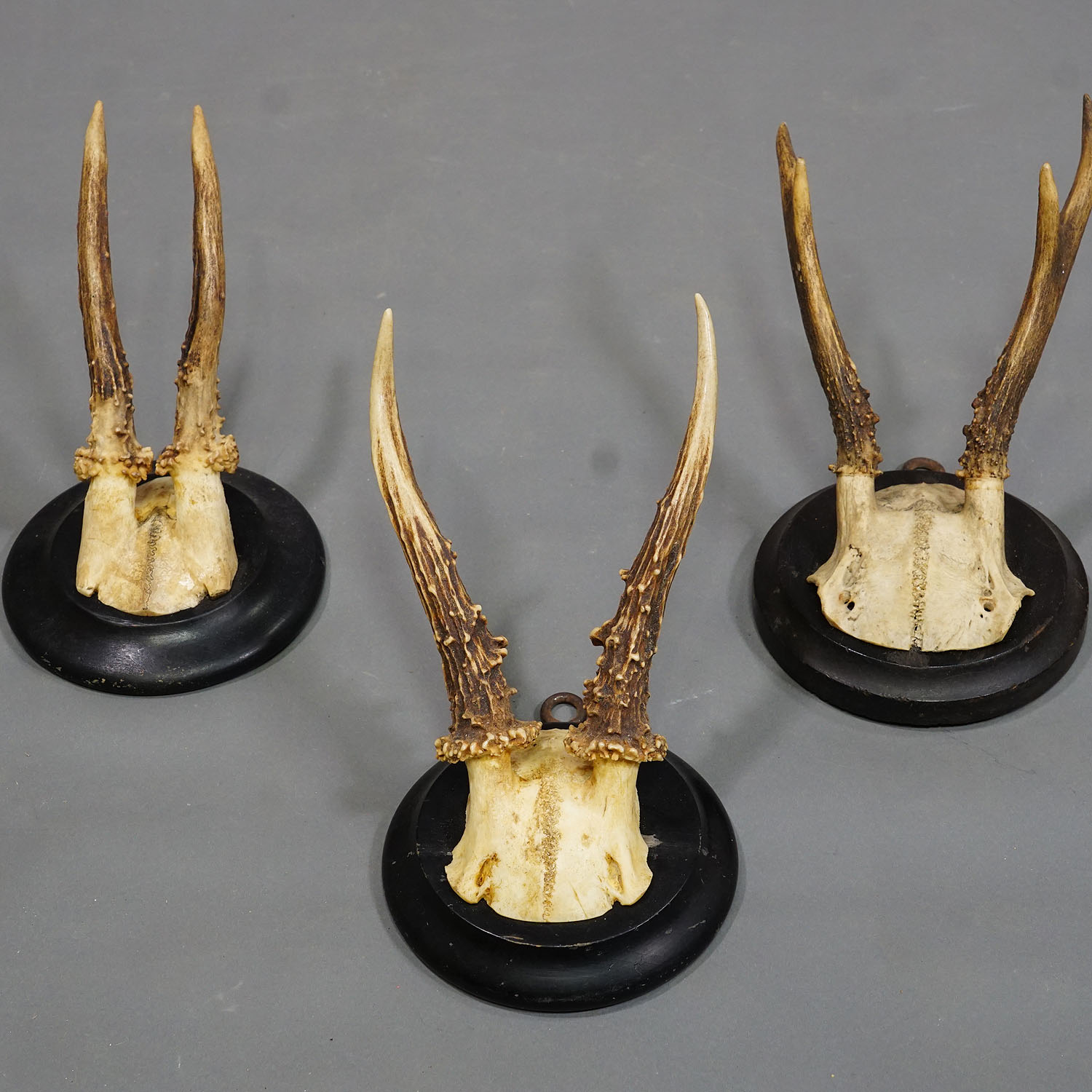 Six Antique Deer Trophies on Wooden Plaques Germany ca. 1940s
