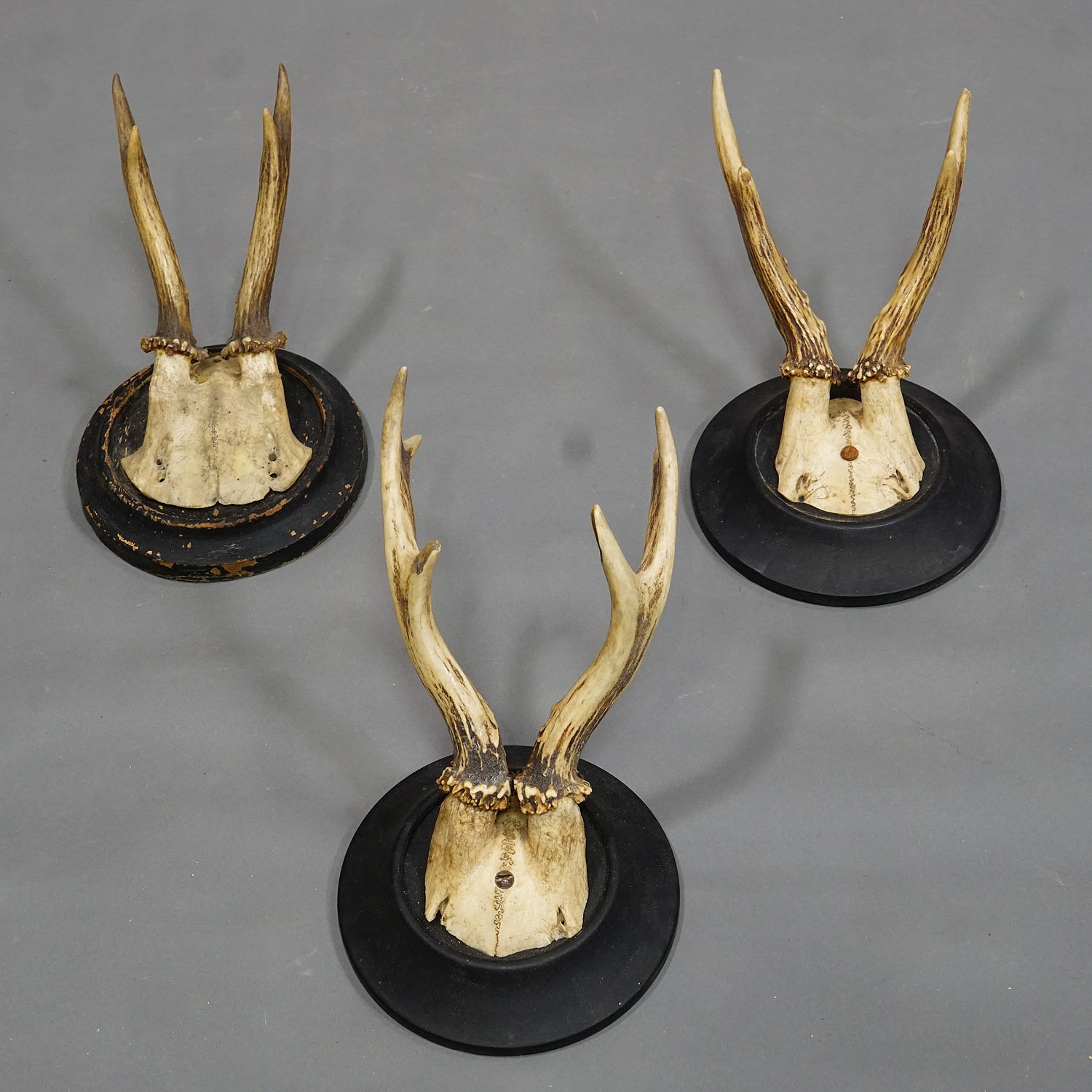 Six Antique Roe Deer Trophies on Wooden Plaques Germany ca. 1930s