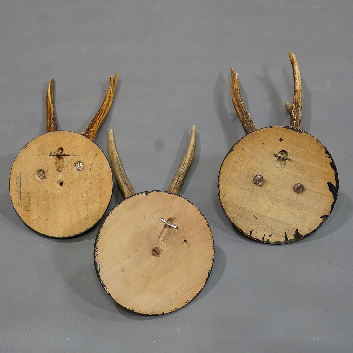 Six Antique Roe Deer Trophies on Wooden Plaques Germany ca. 1930s