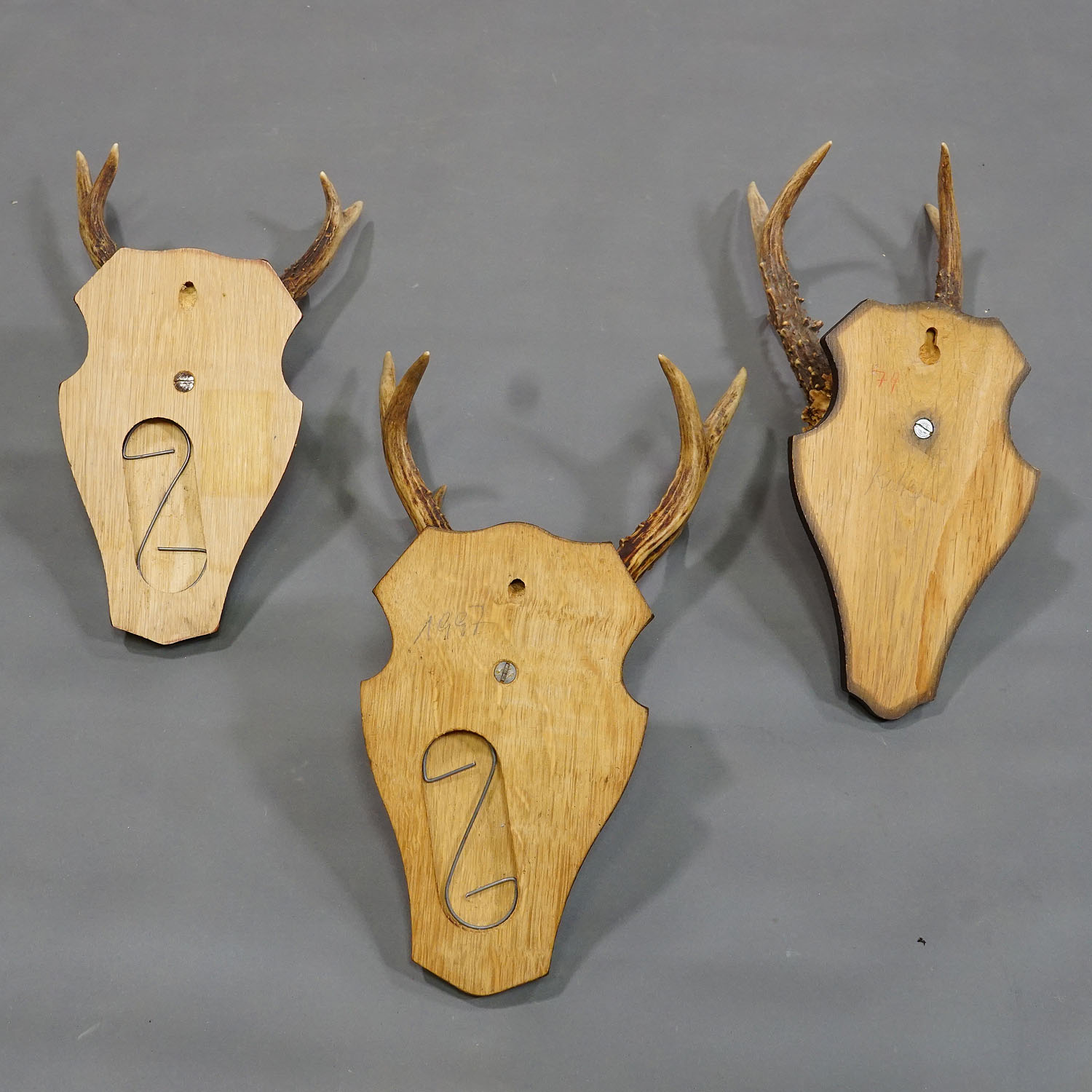 Six Large Vintage Deer Trophies on Wooden Plaques