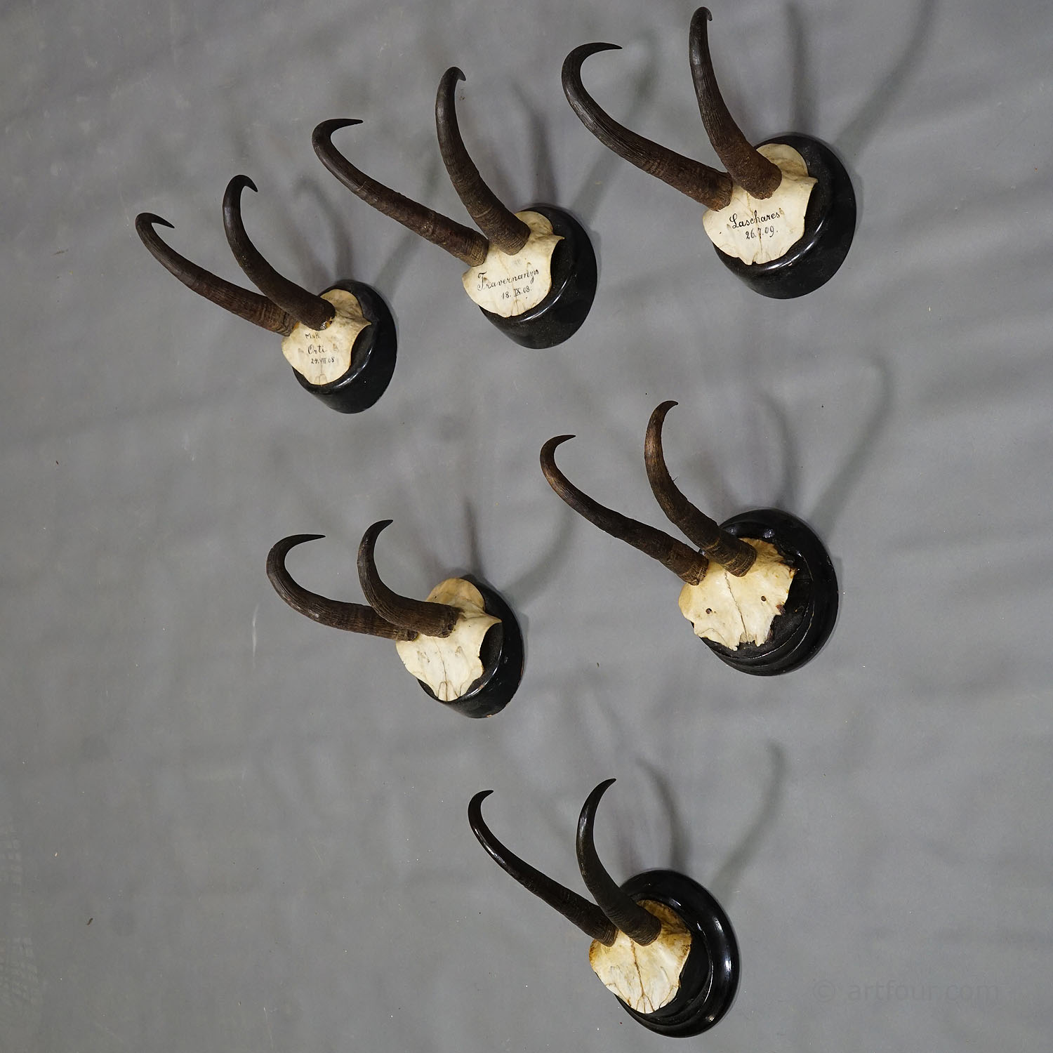 Set of Six Antique Chamois Trophies on Wooden Plaques, Germany early 1900s
