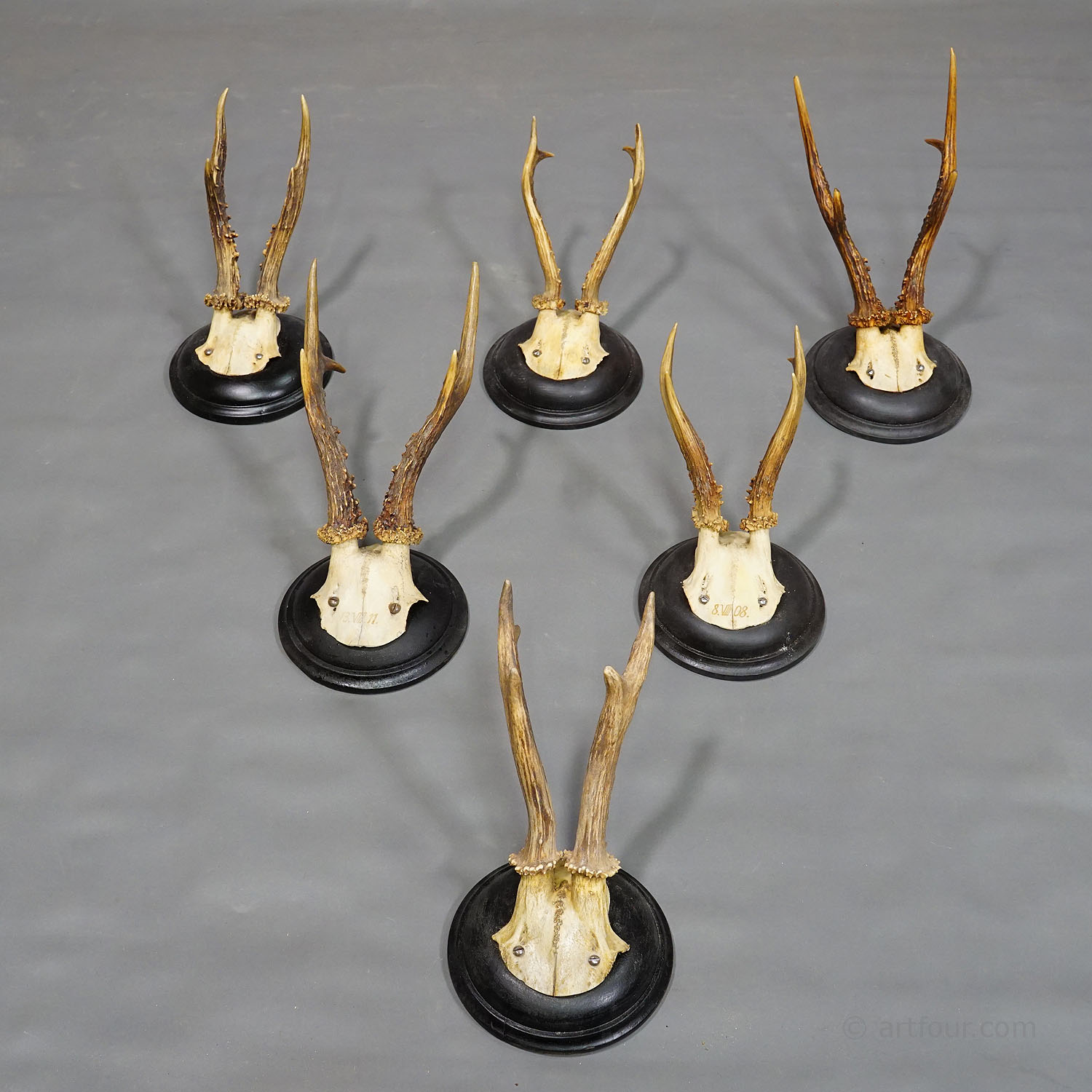 Six Antique Deer Trophies on Wooden Plaques Germany ca. 1900