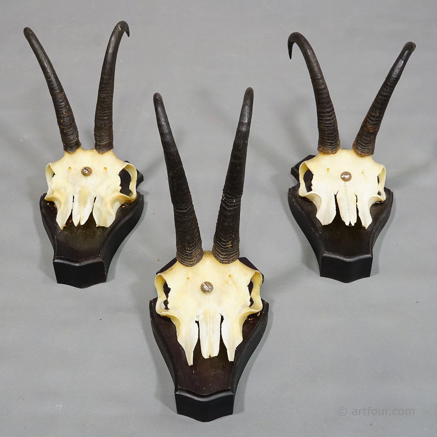 Set of three Vintage Chamois Trophies on Wooden Plaques, Germany ca. 1970s