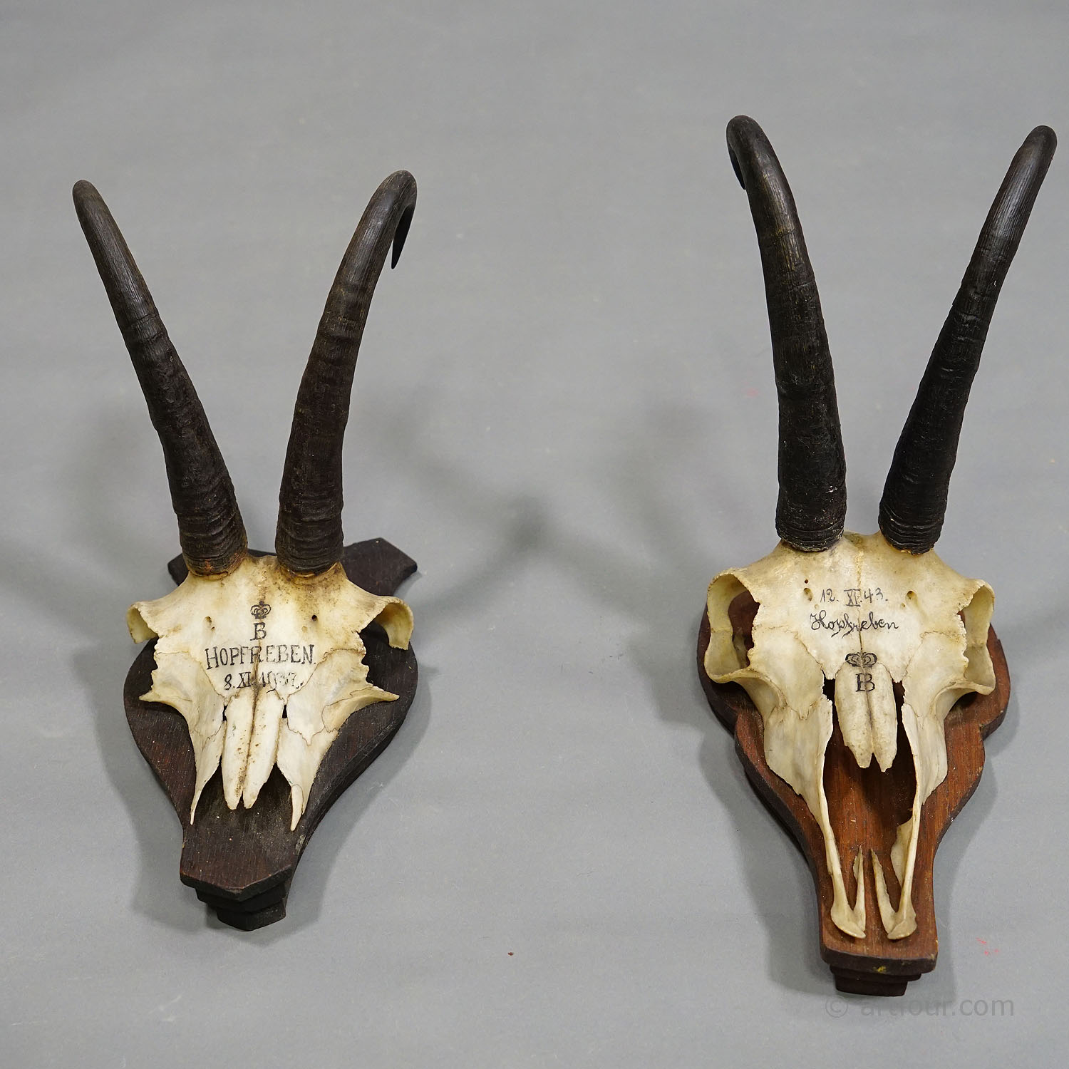 Pair  Antique Chamois Trophies on Wooden Plaques Germany ca. 1930s