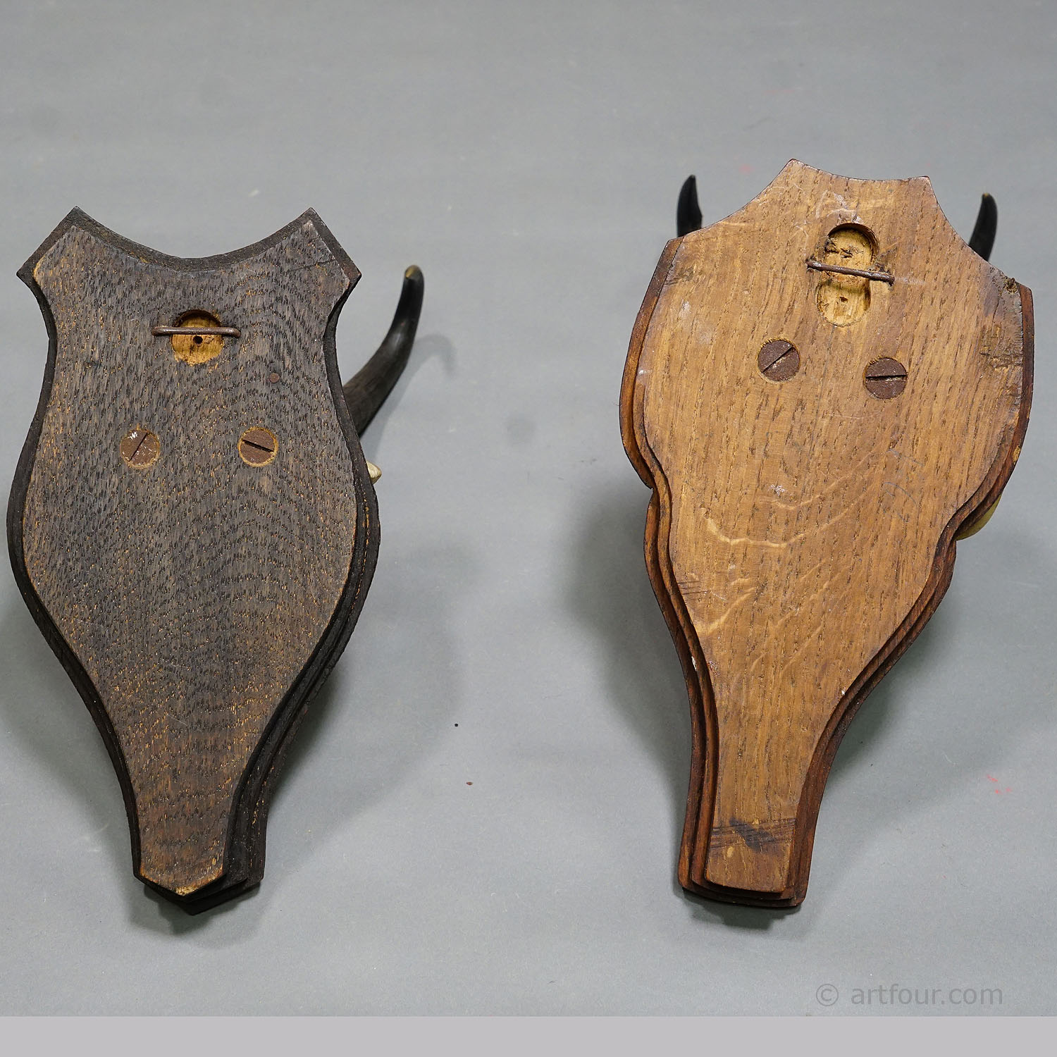 Pair Antique Chamois Trophies on Wooden Plaques Germany ca.1930s