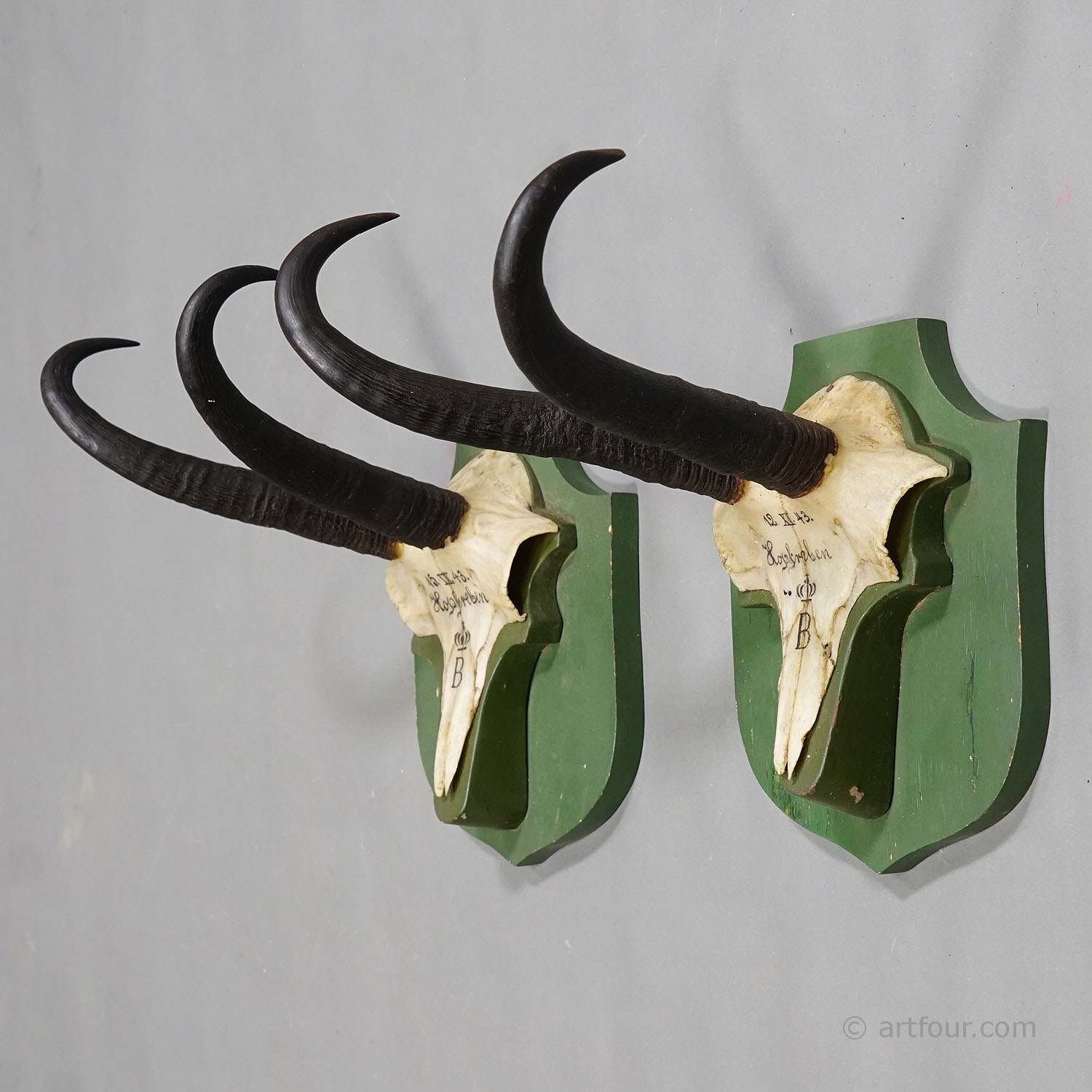 Pair  Antique Chamois Trophies on Wooden Plaques Germany ca. 1940s