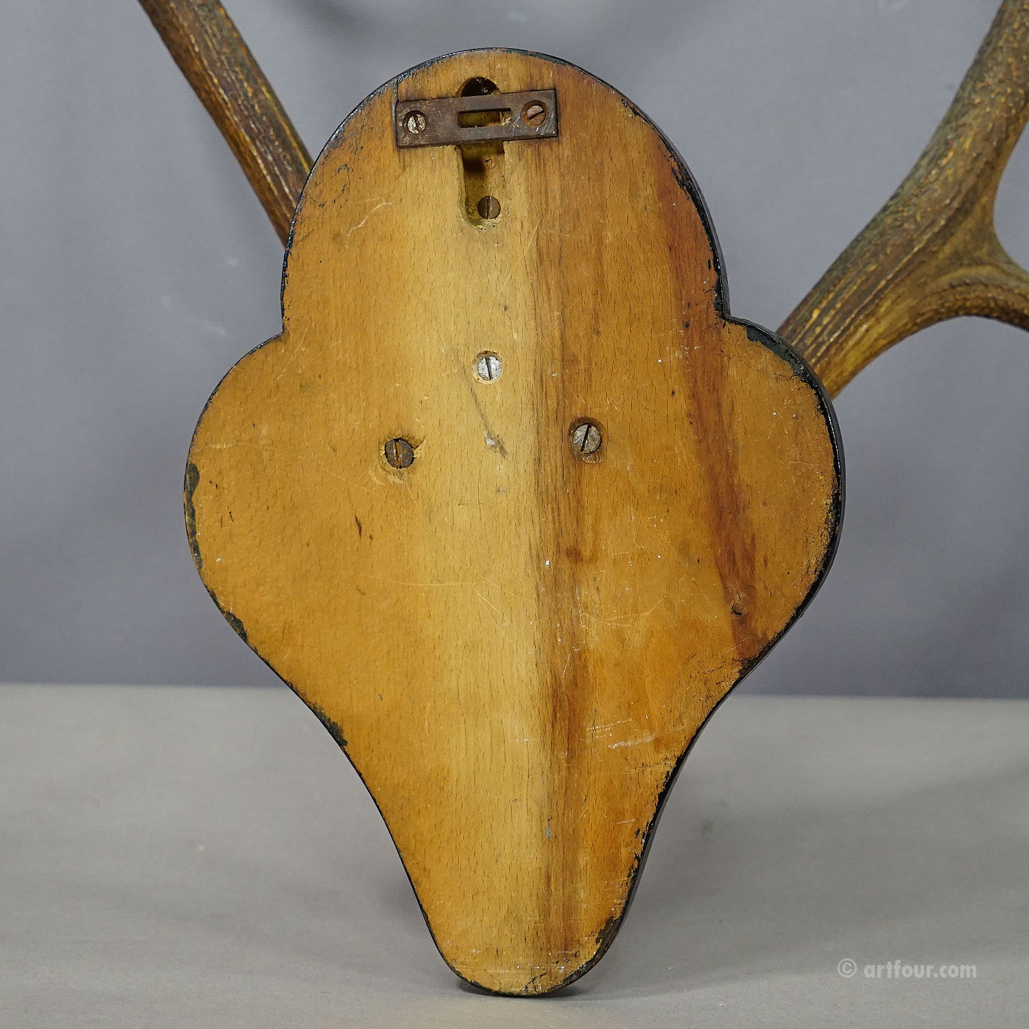Abnorm Black Forest Deer Trophy on wooden plaque  - Germany ca. 1900