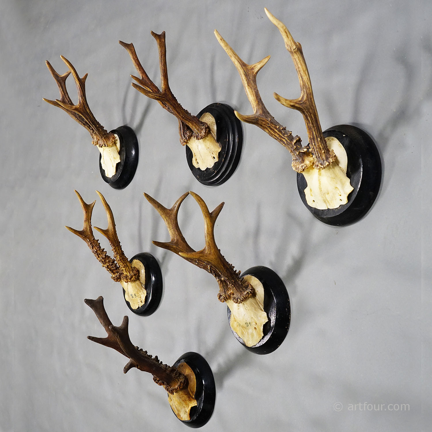 Six Antique Roe Deer Trophies on Wooden Plaques Germany ca. 1900