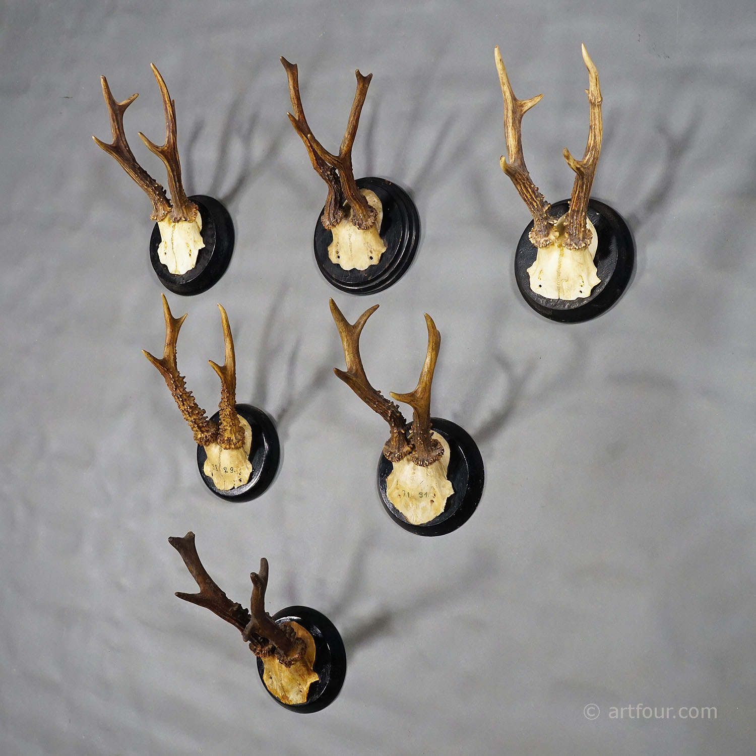 Six Antique Roe Deer Trophies on Wooden Plaques Germany ca. 1900