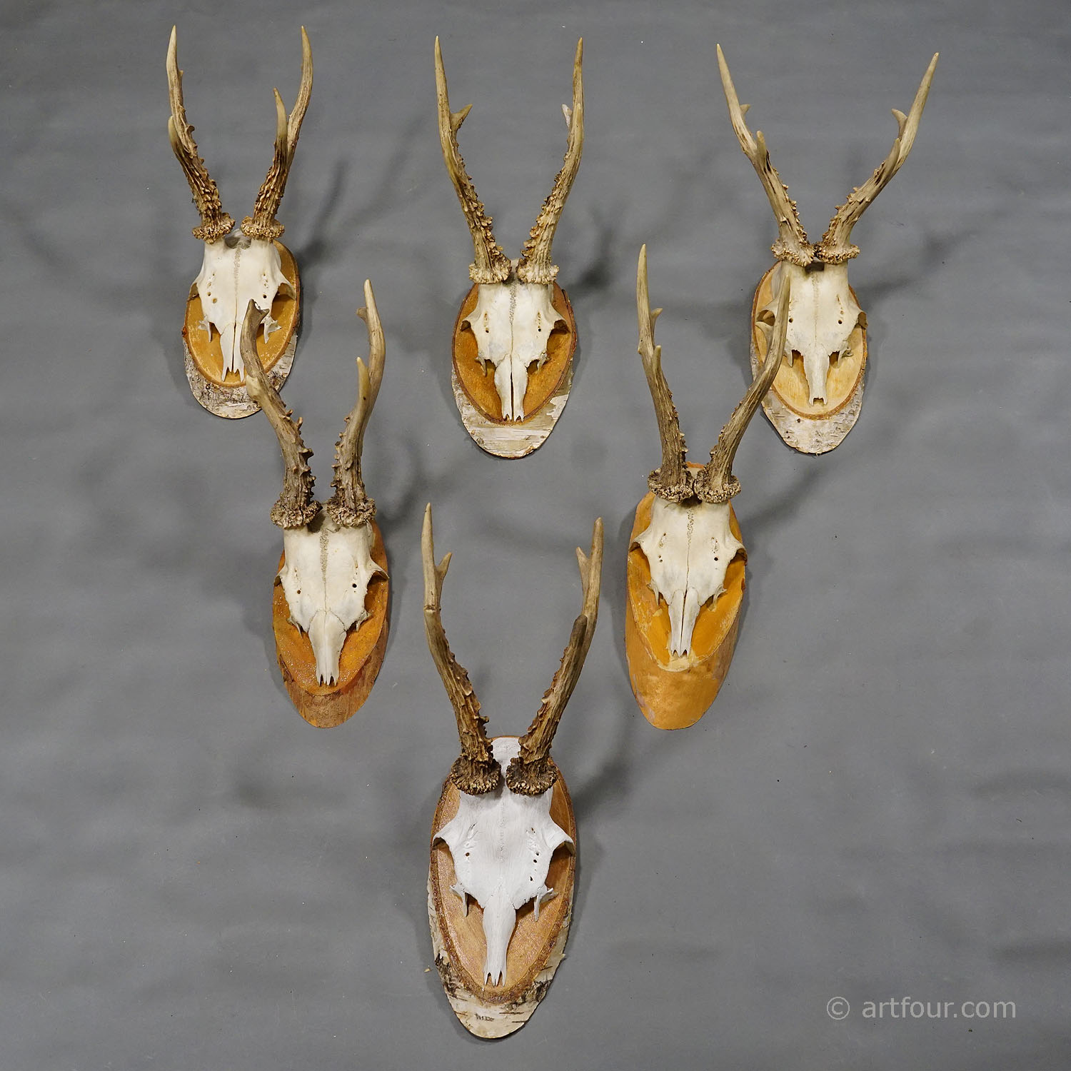 Six Large Vintage Deer Trophies on Wooden Plaques Germany ca. 1950s