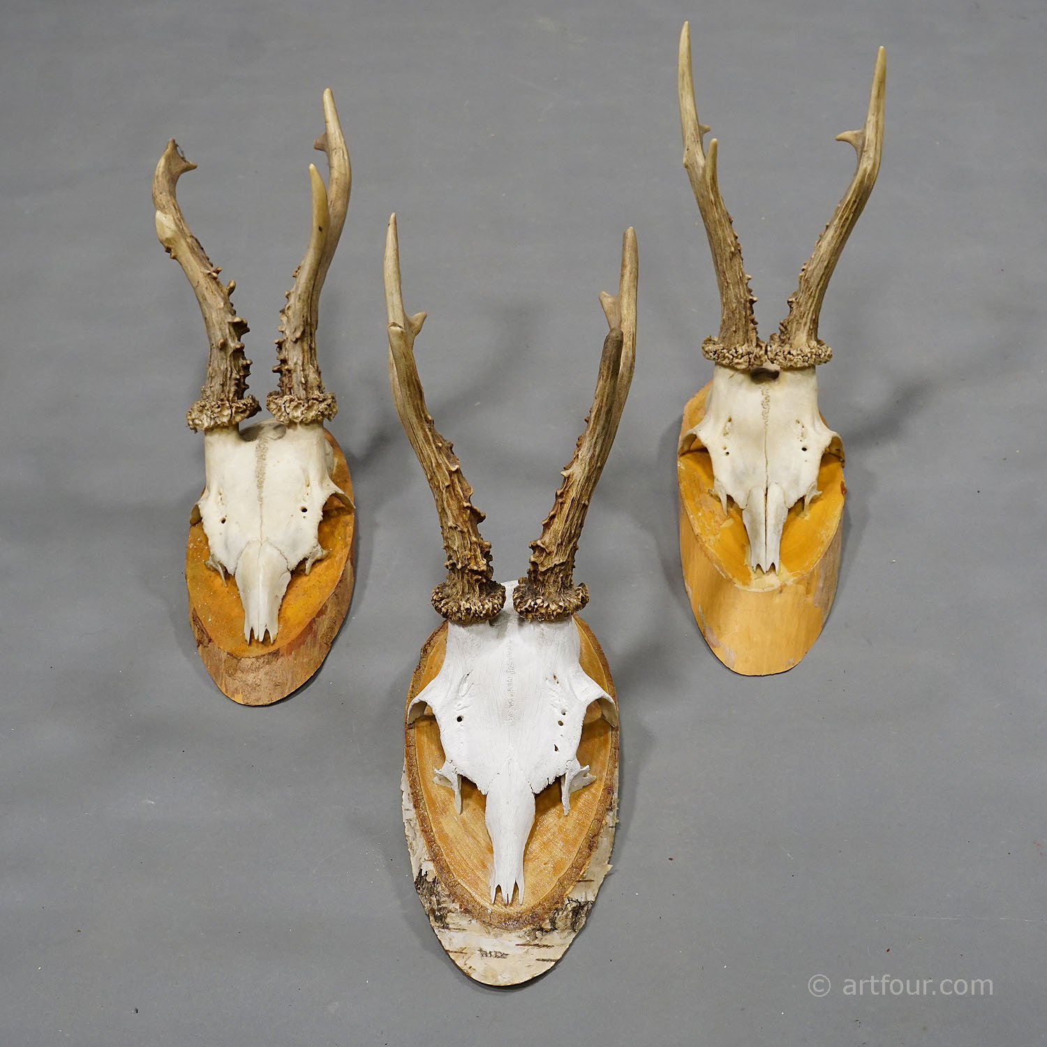 Six Large Vintage Deer Trophies on Wooden Plaques Germany ca. 1950s